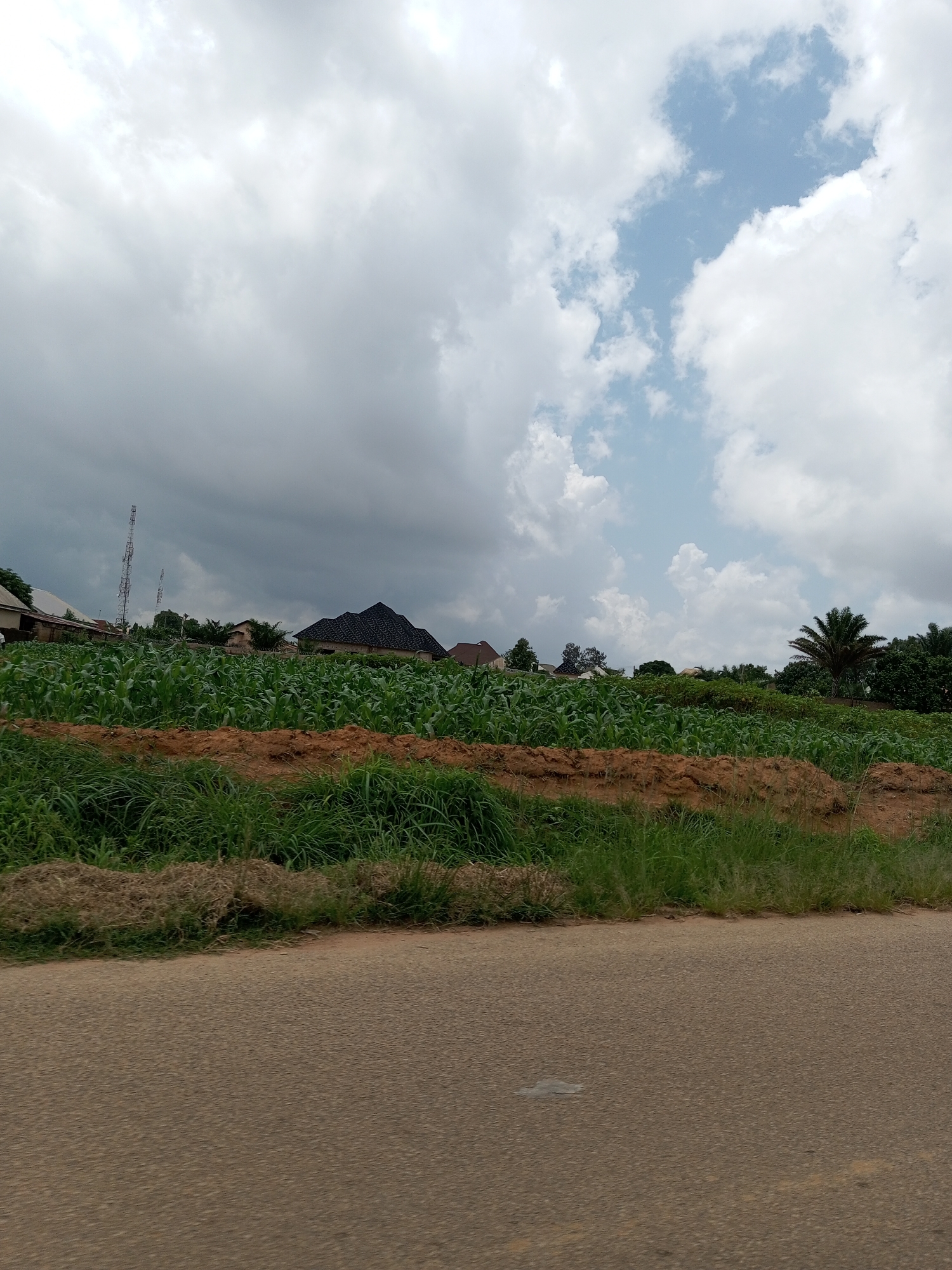The image depicts an outdoor scene in Gura Top, Nigeria, featuring a lush green field of corn under a partly cloudy sky. The cornfield is extensive, covering a significant portion of the landscape. In the background, several houses are visible, some with dark, peaked roofs, suggesting a residential area adjacent to the farmland. Two tall cell towers stand prominently on the left side of the frame, indicating connectivity infrastructure in the vicinity. A palm tree is visible on the right, common in tropical and subtropical regions.
The foreground is dominated by a paved road, suggesting the image was taken from a vehicle or from the roadside. The road appears to be made of asphalt and shows some wear. The grass along the edge of the road and bordering the cornfield is tall and somewhat wild, adding to the rural feel of the scene. A mound of dry vegetation or soil is present near the edge of the road.
The sky is a mix of light and dark clouds. Some areas show bright blue sky peeking through, while other parts are overcast, suggesting potential for rain or that it has recently rained. The lighting is diffused, indicating it is likely daytime, possibly late morning or afternoon, but not bright sunlight. There are no people or animals visible in the image. The overall impression is one of rural agriculture meeting a developing community, under a dynamic sky. No text is visible in the image.
