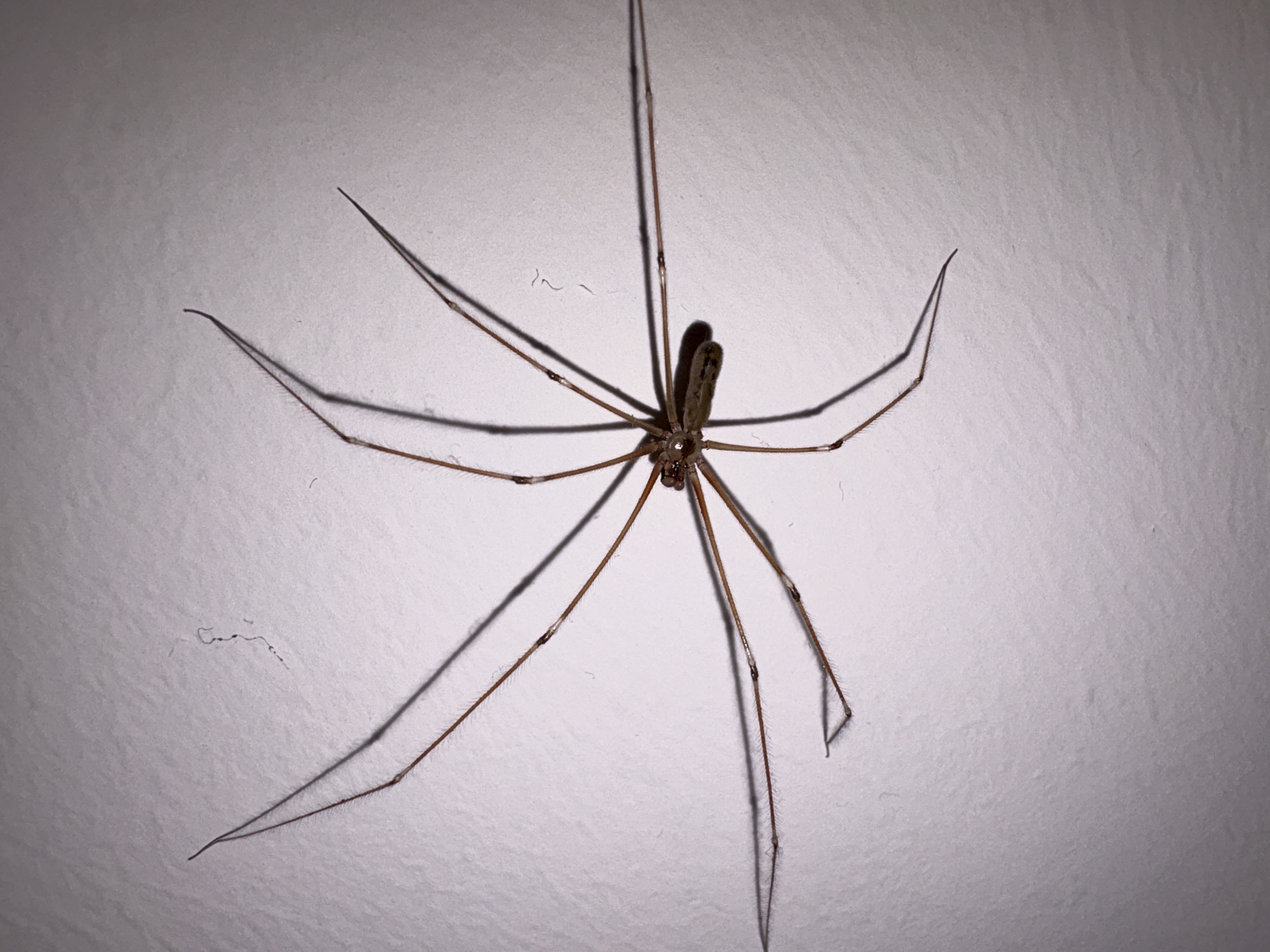 A close-up photograph depicts a long-bodied spider on a white textured surface. The spider has eight elongated legs extending radially from its small, brown body. The legs appear thin and segmented. The lighting creates distinct shadows of the spider's legs on the surface. There is no evidence to suggest the location is Mönchengladbach, Germany. No people, other subjects, interactions, or actions are visible. The environment is limited to the white surface.