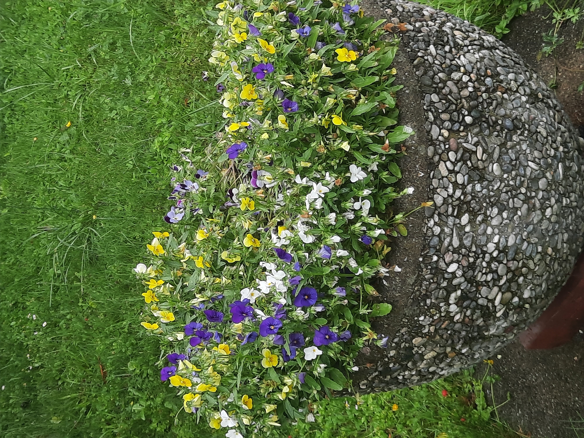 The image shows a close-up of a large, textured planter filled with a dense arrangement of small flowers. The flowers are a mix of purple, yellow, and white. The planter itself is made of concrete and is embedded with numerous small, smooth pebbles of varying colors, primarily grays, whites, and browns. The planter sits on a paved surface, and behind it is a grassy area with some patches of longer, wilder grass. The overall scene appears to be outdoors, likely in a public space or garden. There are no people or animals visible in the image. The lighting suggests it is daytime. The image does not contain enough visual information to determine the specific location in Rosenheim, Germany.