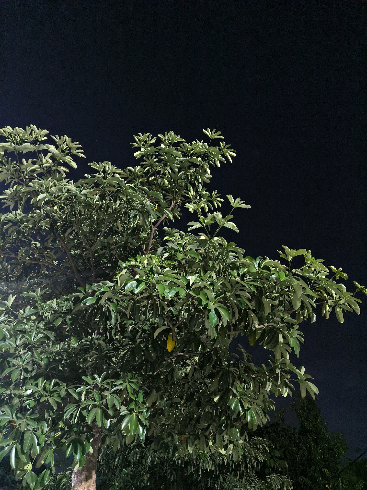 A low-angle shot captures a lush tree with dark green leaves against a black night sky. The tree is densely branched and fills most of the frame from the bottom up. Sunlight illuminates the leaves from the right, creating highlights and shadows. A single yellow leaf is visible on a branch in the upper right quadrant. The trunk of the tree is partially visible at the bottom left. The sky is dark and devoid of stars or moon. The background features hints of other foliage.