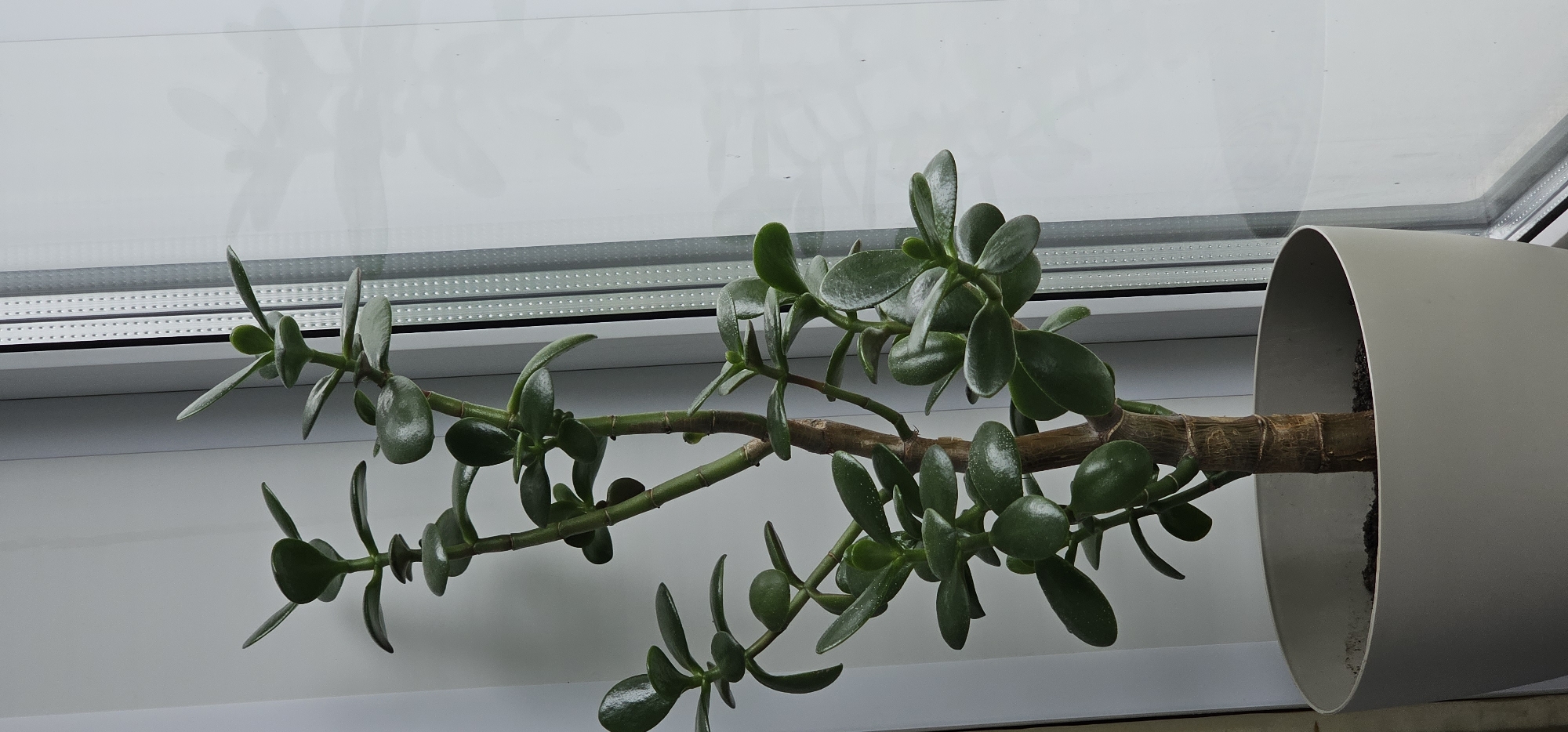 An indoor jade plant, identified as Crassula ovata, stands in a light gray pot on a windowsill. The plant features a thick, woody trunk that branches out into multiple stems adorned with plump, oval-shaped green leaves. The pot is filled with dark soil. Behind the plant, a window with vertical blinds is visible, with the blinds slightly ajar, allowing light to enter the room. The environment appears to be an indoor setting, likely a home, with no people present. The lighting suggests it is daytime.