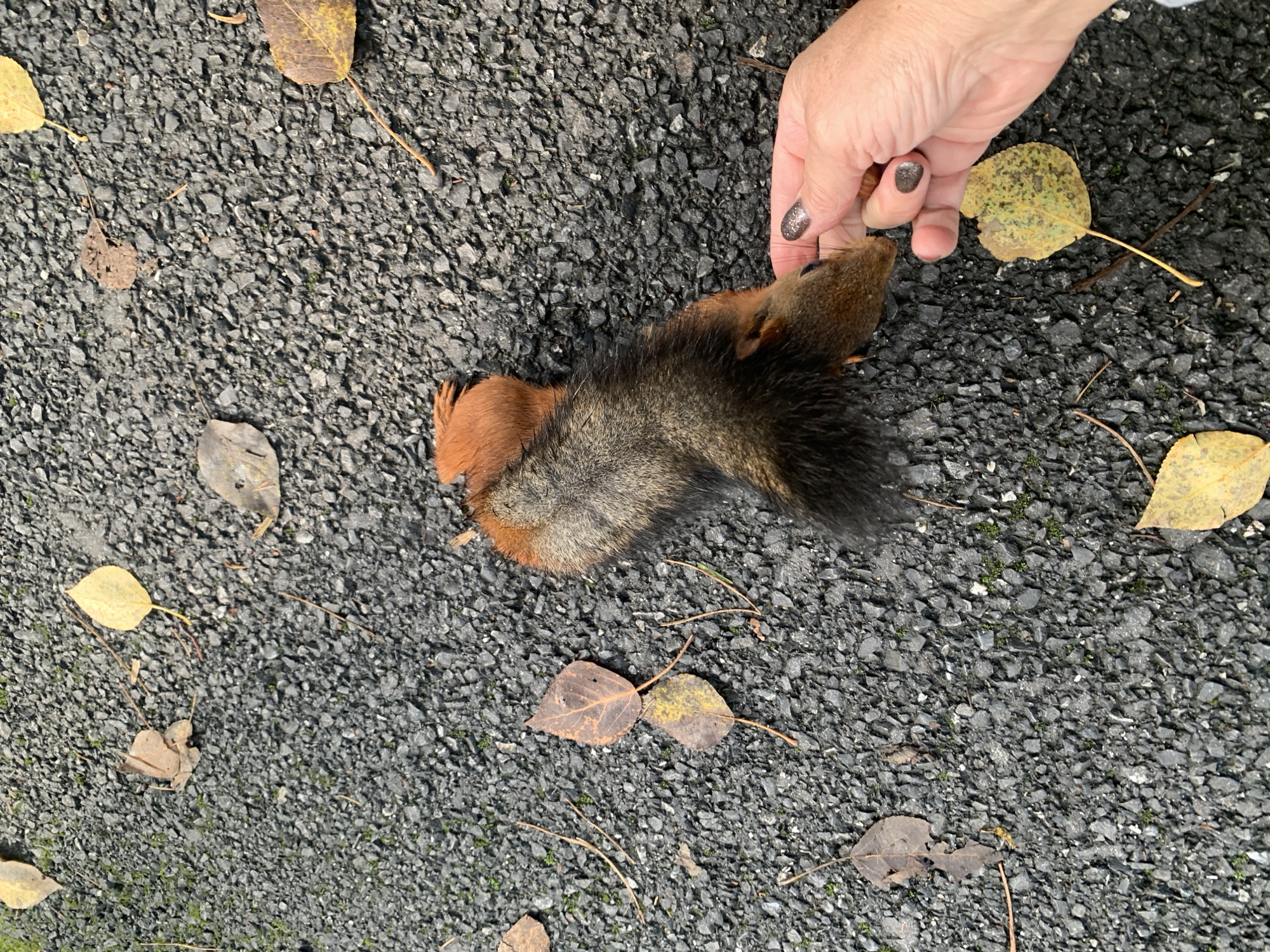 A partially visible, deceased red squirrel lies on a dark, gravelly surface. The squirrel's fur is predominantly dark brown with reddish-brown highlights on its head and tail. Its body is curled, and its tail is bushy and extends towards the right side of the frame. A person's hand, with glittery nail polish, is gently touching the squirrel's head, appearing to be holding it. Several fallen leaves, some yellow and some brown and dry, are scattered on the gravel around the squirrel. The environment suggests an outdoor setting, possibly a park or pathway in Prokopyevsk, Russia, given the gravel and fallen leaves.