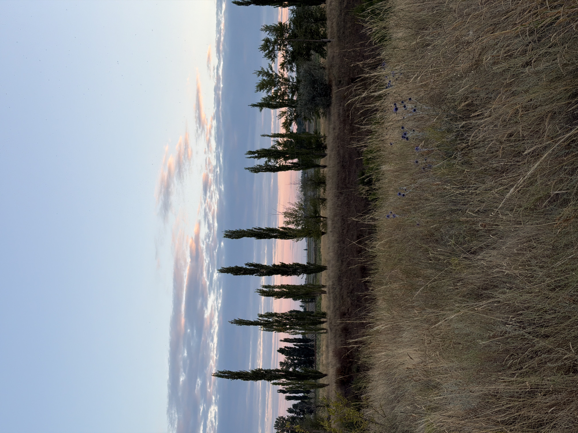 A vertical, low-angle outdoor shot captures a pastoral landscape at sunset in Nizhnyaya Lipovka, Russia. The sky transitions from a pale blue at the top to soft pink and grey clouds near the horizon. A line of tall, slender trees stands silhouetted against the sky, with shorter trees and foliage forming a dense line behind them. In the foreground, dry, tall grass and some scattered blue wildflowers populate a field. The overall mood is tranquil and serene, characteristic of a rural sunset.