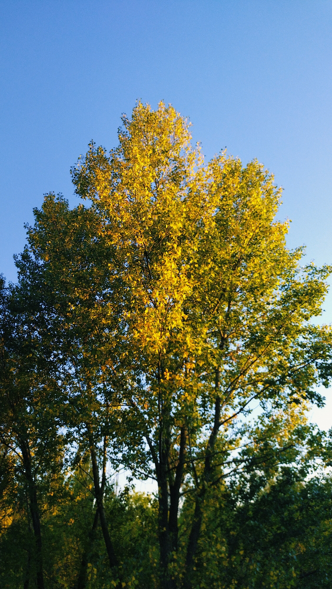 The image shows a tall tree with vibrant yellow and green foliage against a clear blue sky. The tree is the dominant subject, its branches extending upwards and outwards, catching the sunlight which illuminates its leaves. Below the main tree, a dense canopy of other trees with dark green leaves is visible, suggesting a wooded area. The lighting indicates it is likely late afternoon or early morning. The scene depicts nature, specifically a tree in what appears to be a park or natural landscape. There are no people or man-made objects clearly visible in the frame that would suggest a specific location within the city of Horishni Plavni, Ukraine.