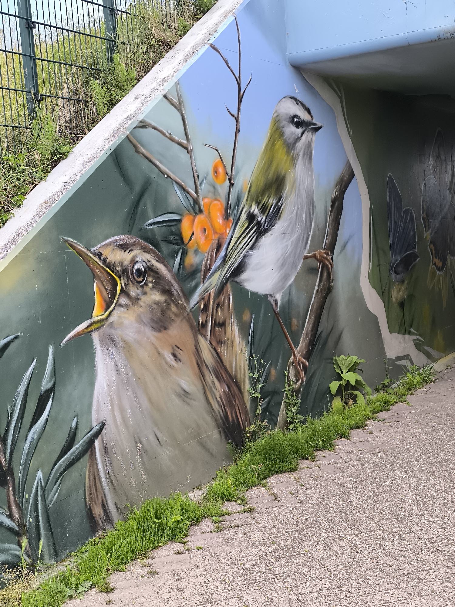 The image shows a mural painting on a concrete wall in Zandvoort, Netherlands. The mural depicts two birds: one with its mouth open, and another perched on a branch with orange berries. A section of the mural extends into an underpass, with a butterfly visible on the right side. Grass grows along the base of the wall and onto the paved walkway, indicating the mural is at ground level. A metal fence is visible above the wall on the left.