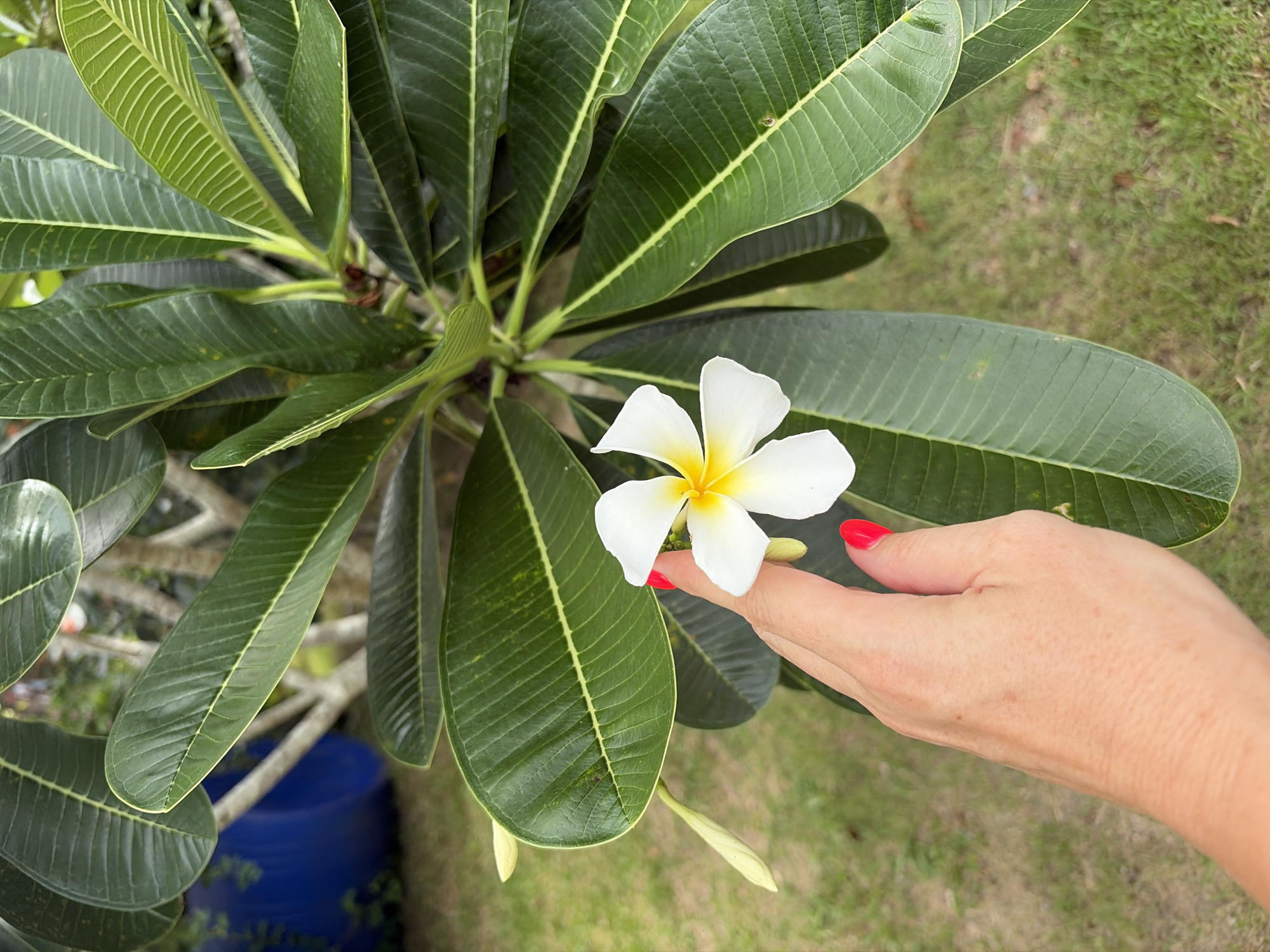 An extreme close-up shot focuses on a single white plumeria flower with a yellow center, which is being lightly touched by a person's index finger. The flower is nestled among large, dark green, leathery leaves with prominent light green veins. To the left of the flower, a small, light green bud is visible. The background is blurred, showing more greenery, what appears to be a large blue pot, and a grassy area. The scene suggests a tropical garden setting, possibly in the Ko Samui District of Thailand. The lighting is natural and diffused, indicating an outdoor environment. The image captures a moment of gentle interaction with nature.