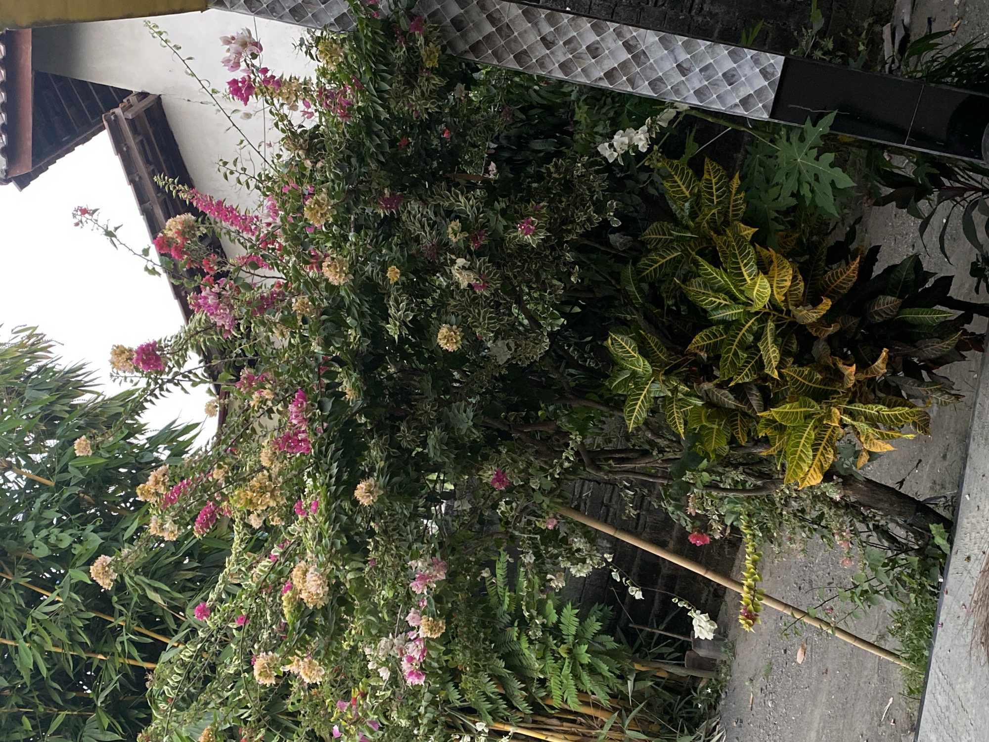 This image shows an outdoor scene with a prominent flowering bougainvillea plant in the foreground, displaying a mix of pink, yellow, and white bracts. To the left of the bougainvillea, a cluster of bamboo stalks is visible. Behind the flowering plant, a white building with a tiled roof is partially visible, suggesting an urban or semi-urban setting. In the lower right portion of the image, a portion of a decorative tiled pillar is present. The ground is covered with gravel and dirt, with some green foliage and plants scattered around. The overall lighting suggests an overcast or shaded environment. The specific location in Jemekan, Indonesia, cannot be determined from the visual information alone. There are no people or identifiable actions taking place.