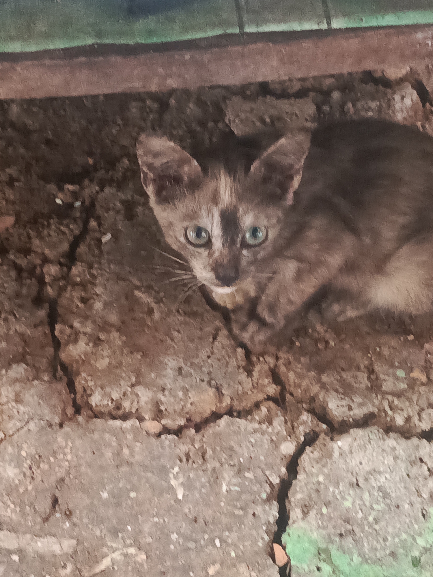 The image shows a close-up of a kitten with light brown and grey fur, featuring bright green eyes. The kitten is looking upwards towards the camera, positioned in a crevice between cracked concrete or compacted earth. The background consists of a darker, possibly damp, earthen surface above, with a hint of green in the upper right corner, suggesting vegetation or painted surface. The overall scene appears to be outdoors in an urban or semi-urban environment. Without further information or context, pinpointing the exact location within Kendari, Indonesia is not possible from the image alone.
