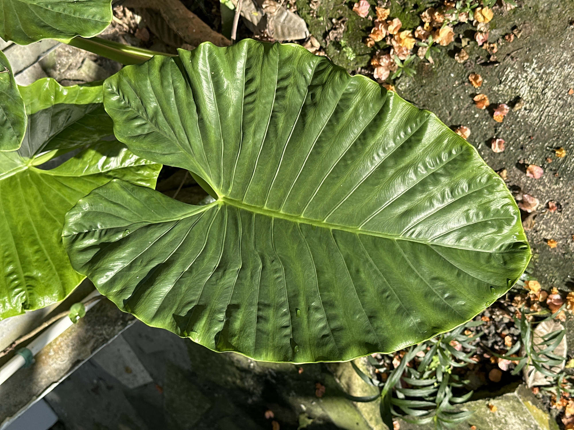 A close-up, ground-level shot focuses on two large, glossy green leaves of a taro plant. The larger leaf dominates the frame, displaying prominent veins radiating from the center. The other leaf is visible on the left side of the image. The plants appear to be situated on a concrete surface alongside a garden area. The background features scattered plant debris and other greenery. The photograph was taken outdoors, presumably in North Kuta, Indonesia.