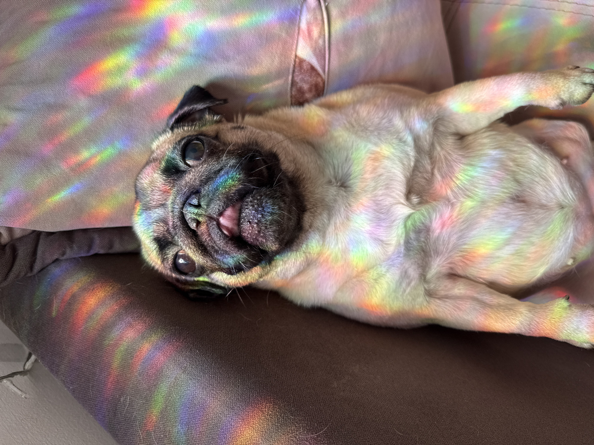 This is a close-up, eye-level, full shot of a fawn-colored pug lying on its back. The pug's eyes are open and looking up, and its mouth is slightly open, revealing its tongue. The pug's fur is light brown and cream, and its face is black and tan. Rainbow-colored light streaks are cast across the pug's body and the surfaces it is lying on, suggesting the light is passing through a prism or window with rainbow film. The pug is lying on a brown, textured surface that appears to be a couch or chair, with a lighter colored, textured cushion behind it. The lighting is bright, and the overall mood is playful and cheerful. No text is visible in the image.