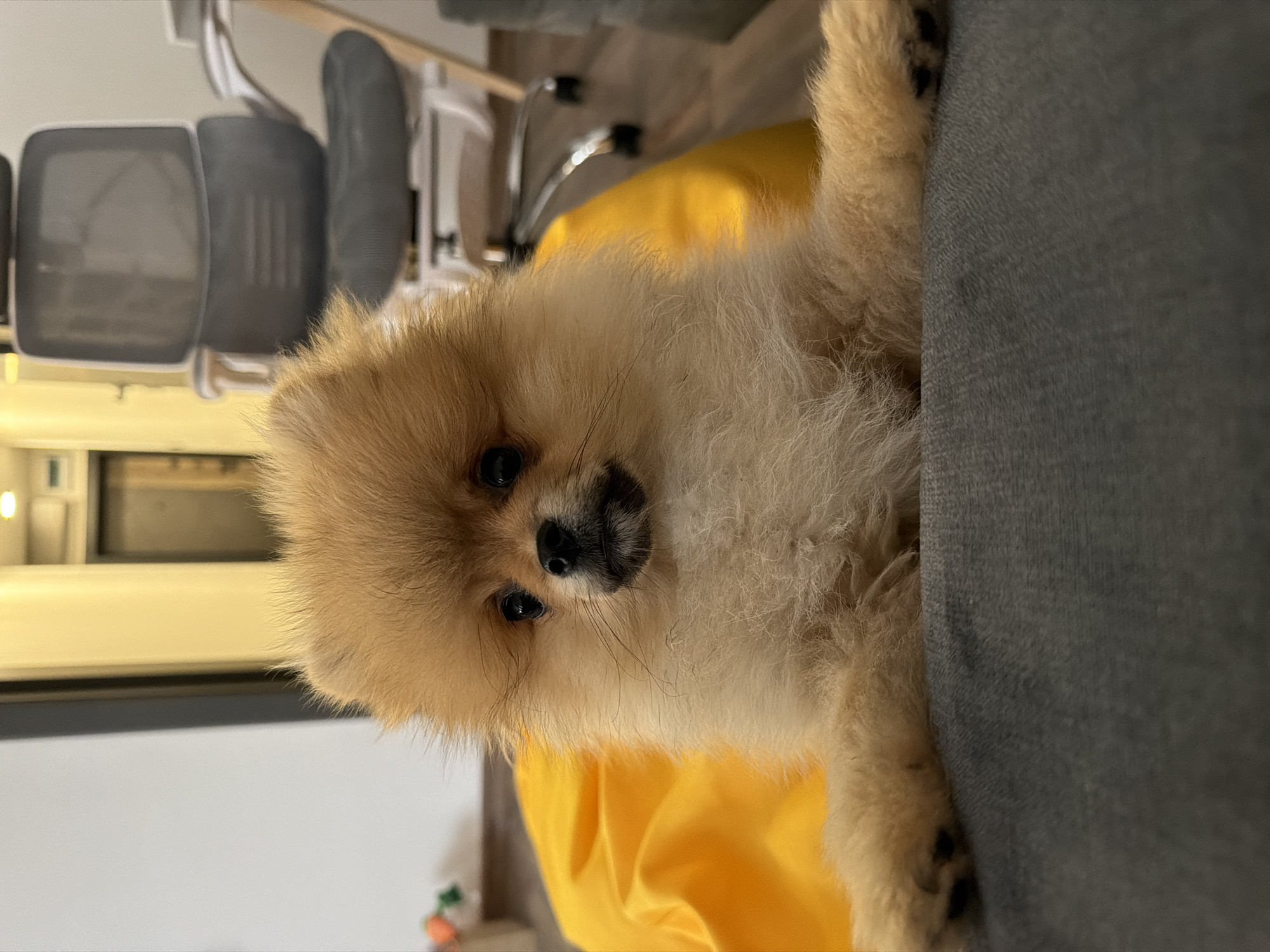 A Pomeranian dog is positioned on a gray couch, partially obscuring a yellow beanbag chair. Behind the dog and the chair, there is a white and gray office chair. In the background, a window and a section of a room are visible. There is no information available to suggest that this photo was taken in Shumen, Bulgaria.