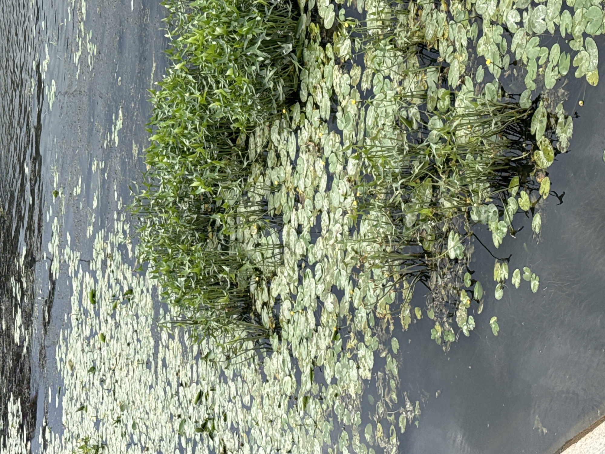 This image shows a body of water with lily pads and aquatic vegetation. The water is dark and appears to be a pond or lake. There are several clusters of tall, green reeds growing in the water, interspersed with numerous round, flat lily pads. Some of the lily pads have small yellow flowers. The water surface is rippled in places, suggesting some movement. The overall impression is of a natural aquatic environment. There are no people or man-made structures visible in this close-up shot.