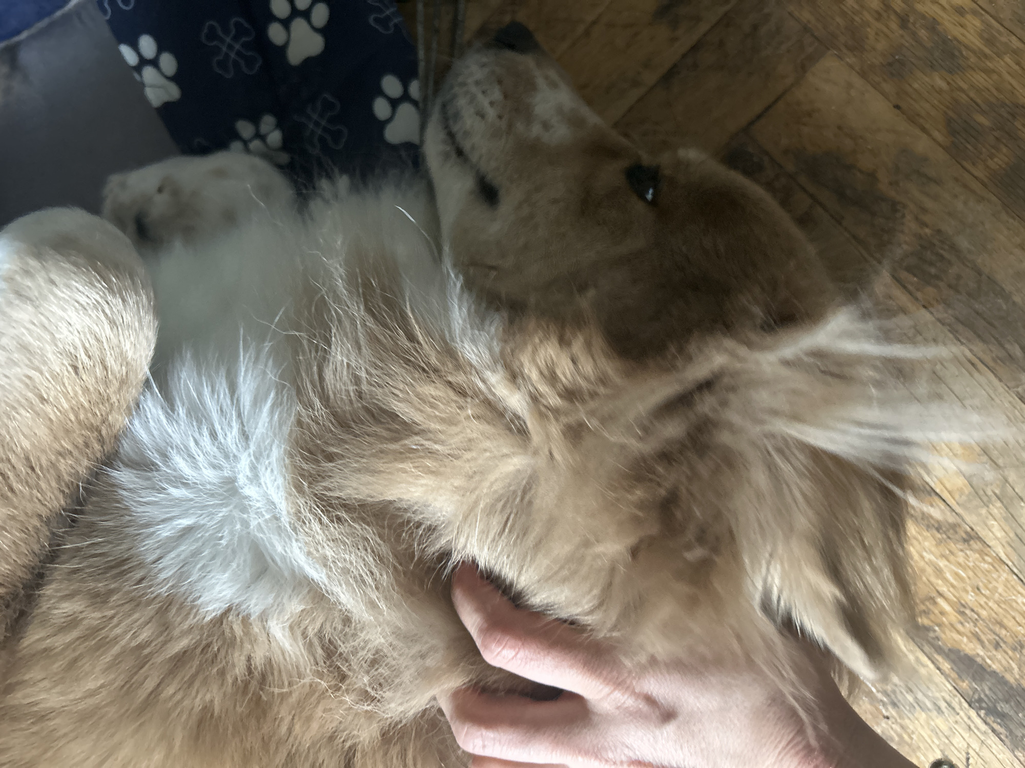 The image shows a dog lying on its back with a person's hand petting its chest. The dog is tan and white with long fur. The hand is pale and has short nails. The background is a wooden floor and a blue pillow with white paw prints. There is no evidence indicating the city of Sofia, Bulgaria.