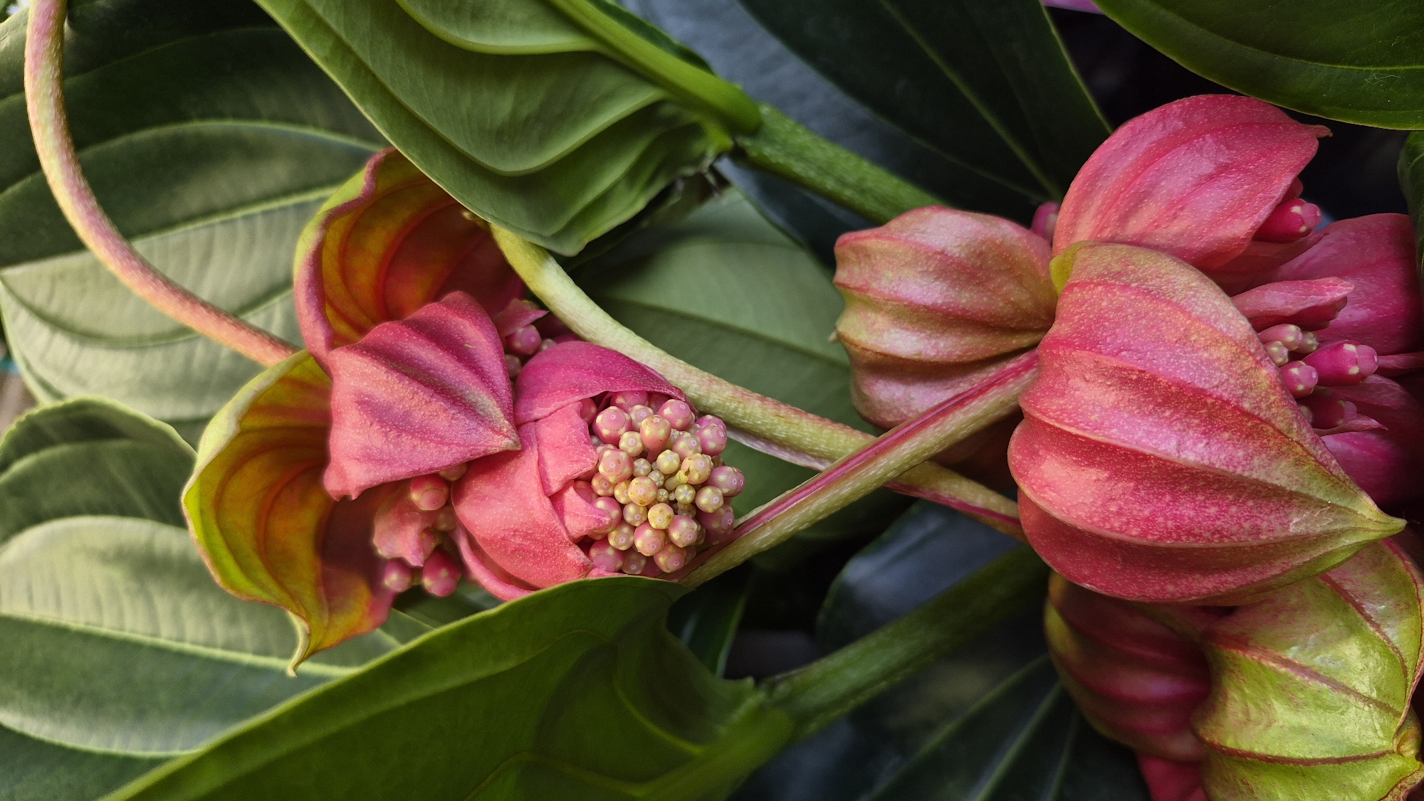 A close-up, vertical, indoor photograph showcases a cluster of vibrant pink and green flowers, possibly a type of Medinilla. The flowers are the primary focus, with their delicate petals and clusters of small, bead-like buds visible. Large, deep green leaves form a lush backdrop, some with hints of reddish-pink along their edges, suggesting new growth or the underside of the petals. The lighting is soft, highlighting the textures and colors of the floral subjects. The scene is devoid of any human presence or activity. The image does not contain any contextual information indicating its location in Daugavpils, Latvia, or any specific environment.