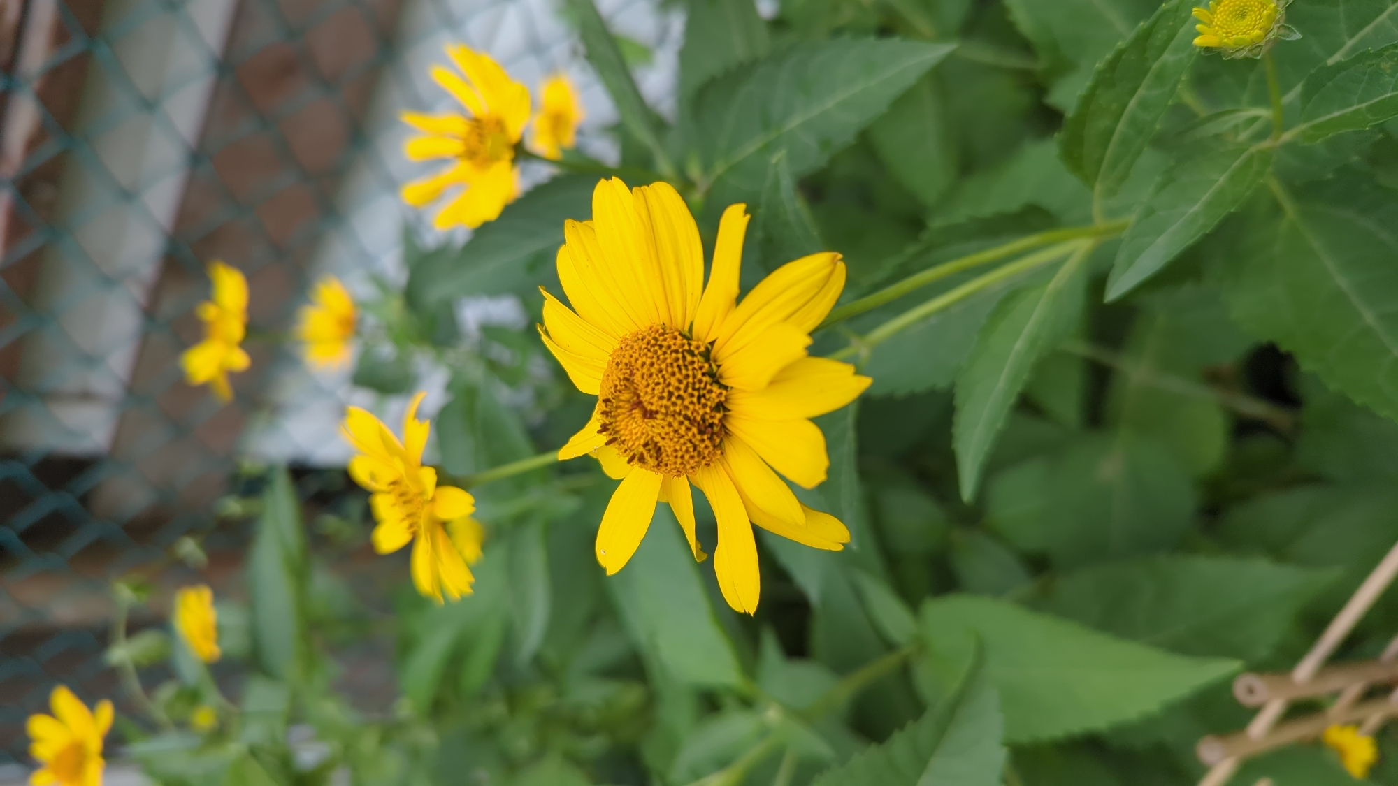 This is a medium shot, eye-level, horizontal photograph of several bright yellow flowers with dark brown centers and green leaves in Montreal, Canada. The flowers appear to be Heliopsis, commonly known as False Sunflowers. The main subject is a large, fully bloomed flower in the foreground, positioned slightly to the right of the center. Its petals are a vibrant yellow, and its center is a dense cluster of small, dark brown florets. Behind it, to the left, another flower is in focus, with fewer petals and a slightly blurred appearance. In the background, several other yellow flowers are visible, some in focus and others out of focus, creating a sense of depth. The leaves are a deep green and appear healthy, filling much of the background. A green wire fence, also out of focus, is visible in the far left background, suggesting the flowers are growing outdoors, possibly in a garden or yard. The lighting suggests it is daytime, and the weather appears to be clear and possibly sunny, given the brightness of the flowers. There is no visible text in the image. The overall mood is cheerful and natural, highlighting the beauty of the flowers and their surrounding greenery.