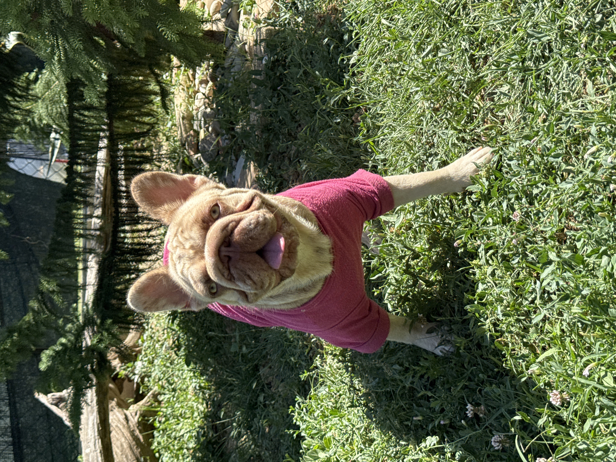 A fawn-colored French Bulldog stands in a grassy, outdoor area. The dog is wearing a pink long-sleeved shirt. The dog is facing the camera with its tongue slightly out. The background consists of green grass, some trees, and a large log. The lighting suggests it is daytime. The location is San Benedetto del Tronto, Italy.