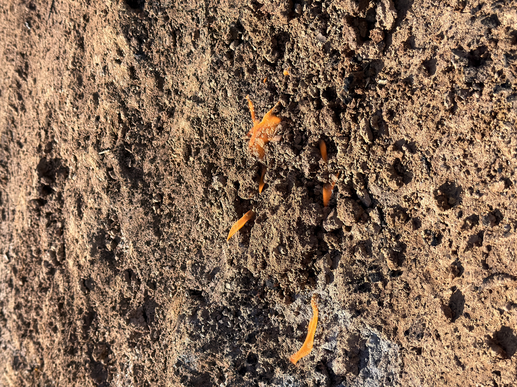 The image shows a close-up of rough, textured ground, likely soil or rocky terrain. The color is predominantly brown with some areas appearing darker due to shadows or moisture. Several bright orange, elongated shapes, possibly plant roots or fungal structures, are scattered across the surface. The image was taken outdoors and appears to be in natural light. The location of the image is given as Прикамский, Russia.