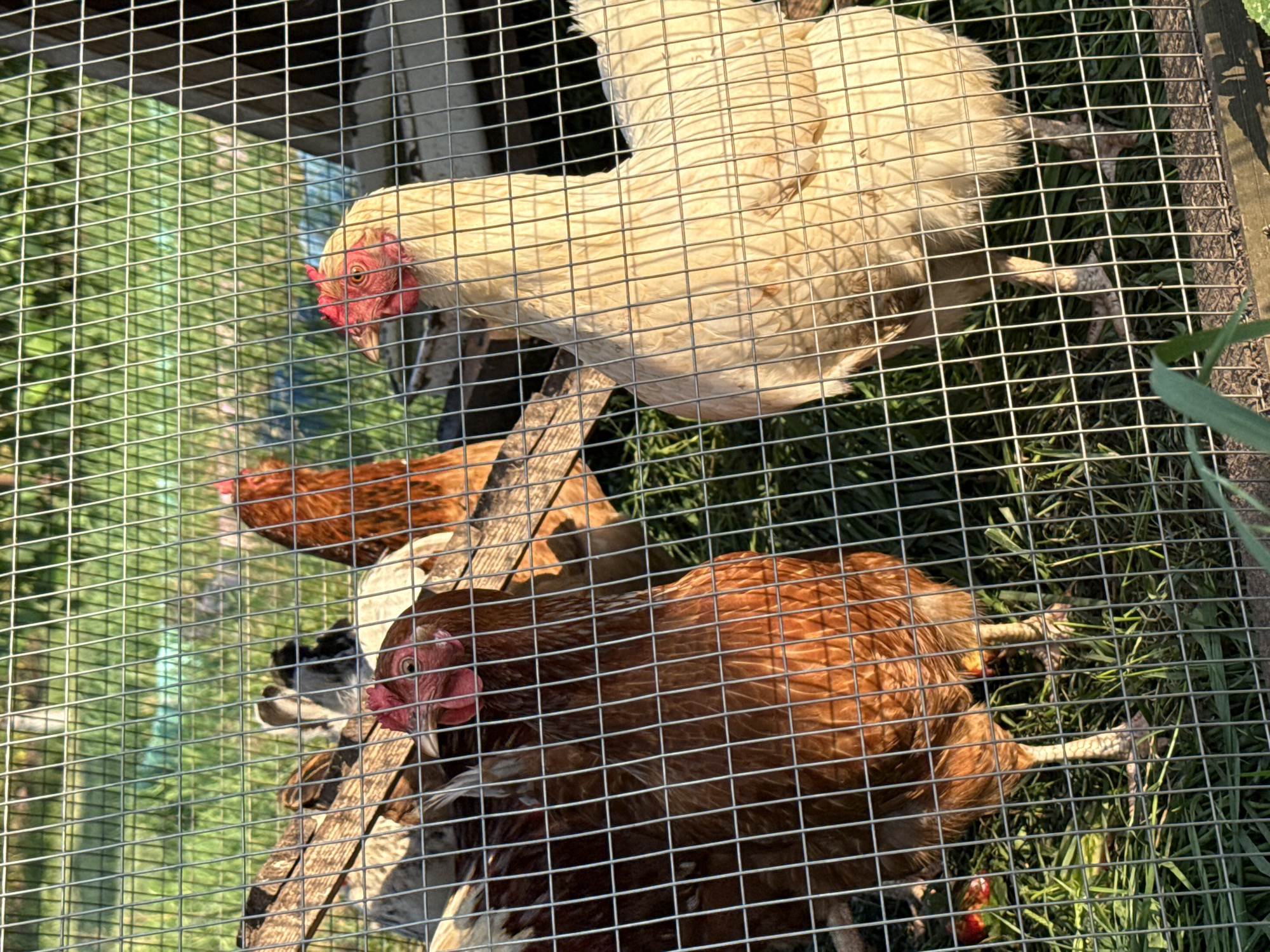 In Chaikovsky, Russia, several chickens are enclosed within a wire fence. Two chickens are prominently visible in the foreground, one a reddish-brown hen on the left, and a lighter-colored hen on the right. Behind them, another reddish-brown chicken is partially visible. The chickens are standing on a grassy area, with sunlight casting shadows through the fence. The environment suggests an outdoor enclosure, possibly a backyard coop.
