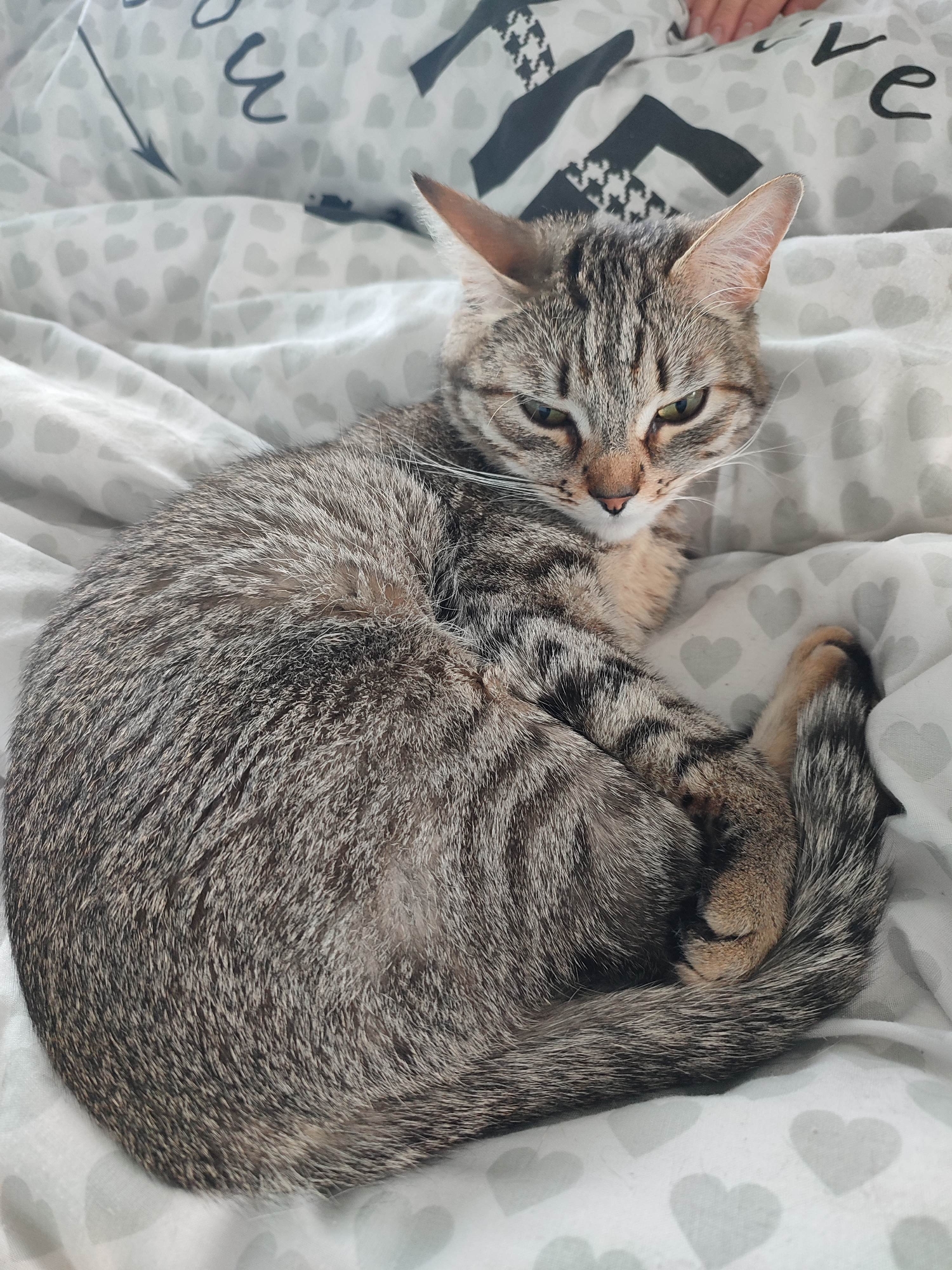 A medium, eye-level shot depicts a grey tabby cat lying curled on a white bedspread with grey hearts and the word "love" printed on it. The cat is the primary subject, exhibiting a curled posture with its tail wrapped around its body. The cat is alert, with its eyes partially open. The setting is indoors on a bed.