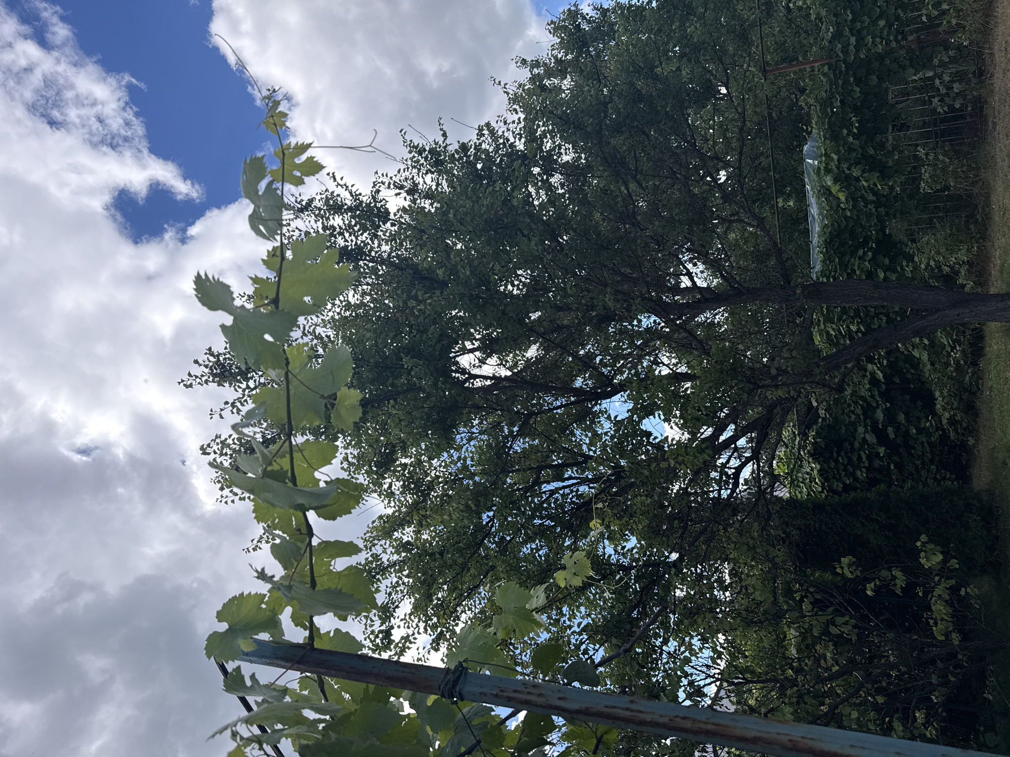 This is a vertical, eye-level shot of a tree and vines against a cloudy sky. The scene appears to be outdoors in a natural setting, likely a backyard or garden, given the presence of a rustic metal trellis or support structure in the foreground and a fence or other boundary in the background.
The subjects are primarily natural elements. In the foreground, a vine with large, green, lobed leaves is visible, extending from the bottom left corner upwards. It is supported by a weathered, rusty metal bar. Behind the vine, a large tree with dense green foliage dominates the upper portion of the frame. Its branches are intricate, and the leaves create a textured canopy. Peeking through the branches, patches of bright blue sky are visible, interspersed with white, fluffy clouds. To the right of the tree, a dark green hedge or dense shrubbery can be seen.
There is no discernible activity or event taking place. The image captures a static moment in time.
Notable details include the contrast between the bright blue sky and the overcast clouds, suggesting a dynamic weather pattern. The time of day is likely daytime, given the natural light illuminating the scene. The presence of the trellis and fence suggests a cultivated or managed outdoor space. The overall mood is serene and natural, with a focus on the interplay of light, foliage, and sky.
No text is visible in the image. The location context of Obukhivka, Ukraine, suggests a potentially rural or suburban setting with access to natural landscapes.