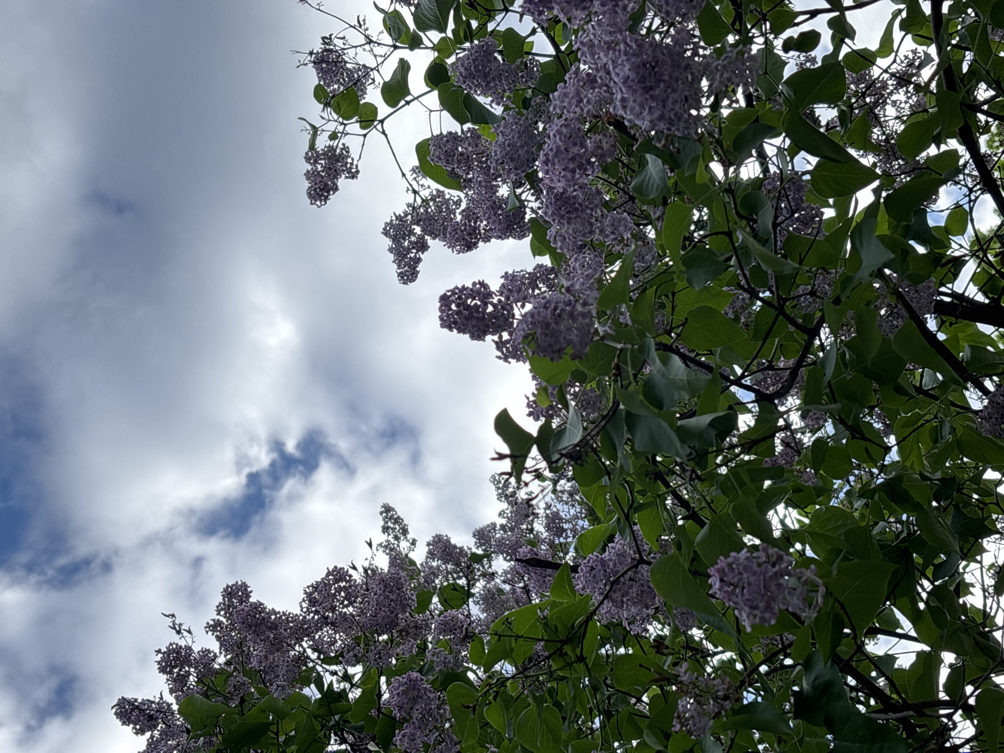 The image shows a view looking up into a lilac tree in bloom. The sky is visible in the upper left portion of the frame, featuring white and gray clouds with patches of blue. The right and bottom portions of the image are filled with branches, green leaves, and clusters of lavender-colored lilac flowers. The scene is most likely located in Saint Petersburg, Russia, as lilacs are a common feature in the city's parks and gardens. The perspective suggests the photographer is standing beneath the tree, looking upwards.
