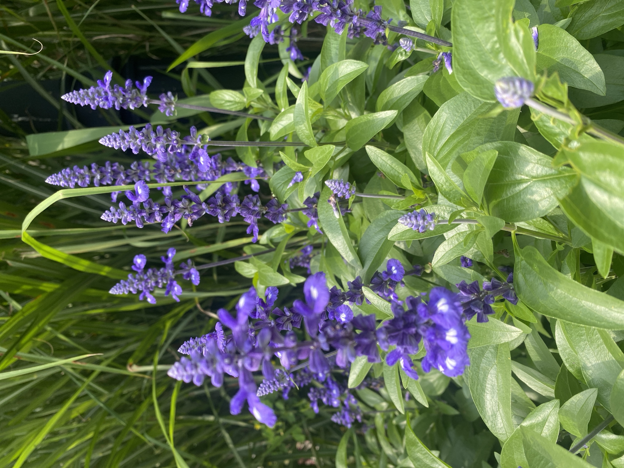 The image depicts a close-up view of flowering plants in Montreal, Canada. The plants feature tall, spiky purple flowers with green foliage. The background is blurred, suggesting a garden or park setting with hints of tall grass or reeds. The lighting indicates an outdoor environment, likely during the daytime. No people are visible in the image.