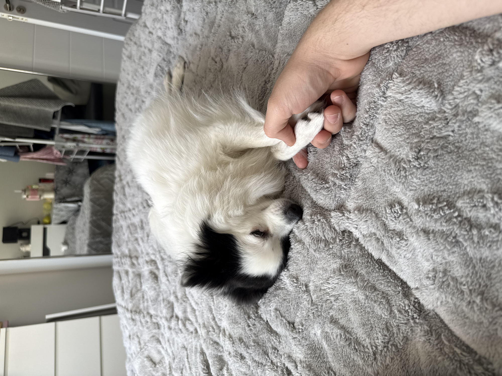A medium-shot depicts a black and white dog lying on a gray textured blanket with a person's hand holding the dog's paw. The dog is lying on its side with its head down. The person's hand is holding the dog's right front paw. The background is out of focus but shows a shelf with objects on it and a light-colored wall. The image was not taken in Stara Zagora, Bulgaria.