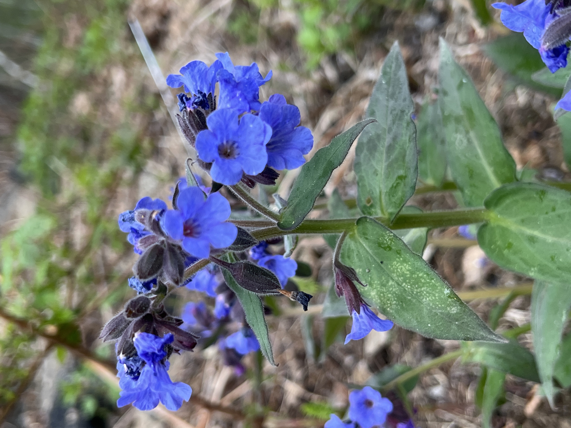 A close-up shot captures a cluster of blue flowers with green leaves in an outdoor setting. The flowers are small and arranged densely on the stems, some still in bud. The leaves are oval-shaped with a textured surface. The background is blurred, revealing glimpses of foliage and ground cover. The location is in the city of Patrony, Russia.