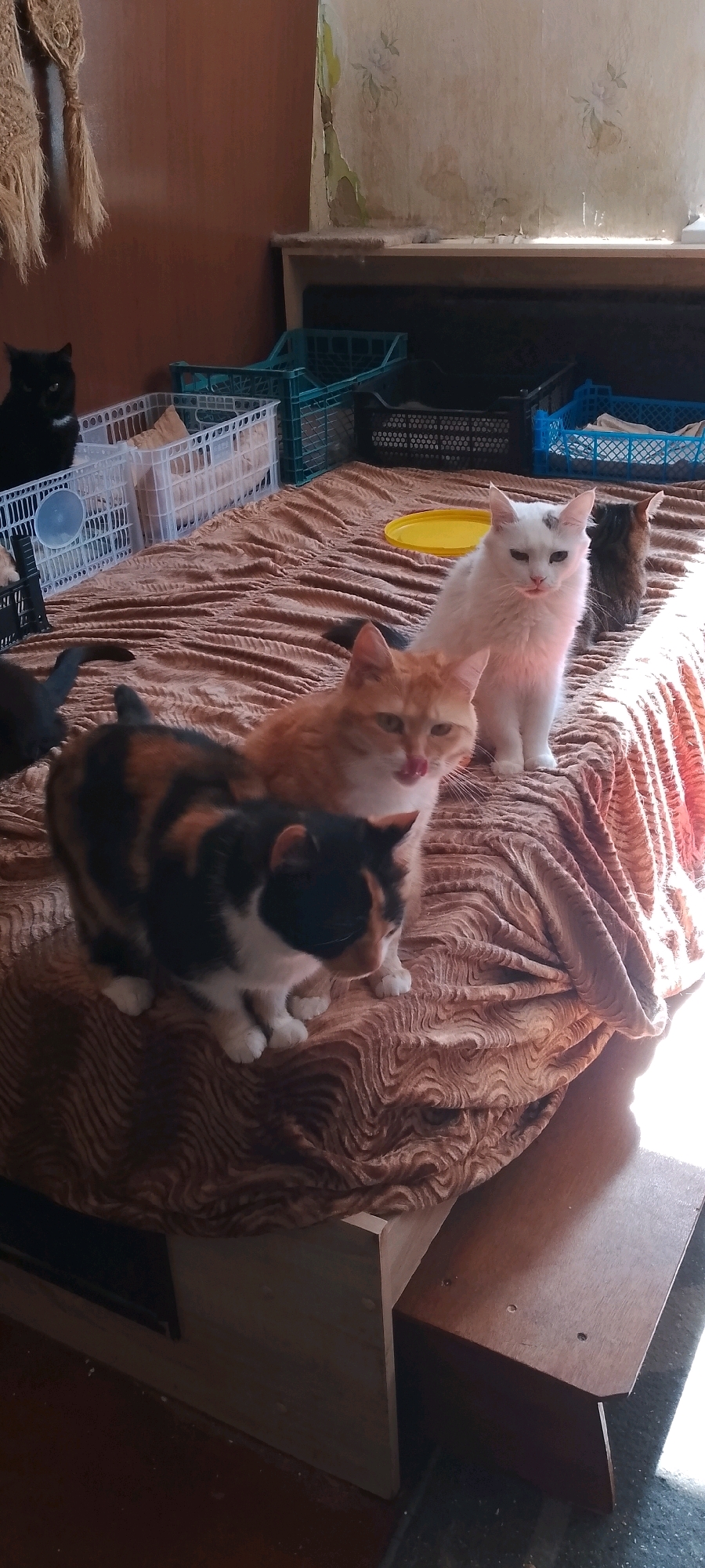 A group of domestic cats is gathered on a bed covered with a brown, textured blanket. The bed appears to be in an indoor setting, possibly a bedroom or living space. In the background, there are several plastic crates and shelves, suggesting a home environment. The lighting indicates it is daytime, with sunlight streaming in from the right side of the image, casting shadows. There are no people or other animals visible in the image. The image does not provide any specific information about the location being in the city of Belgorod, Russia.