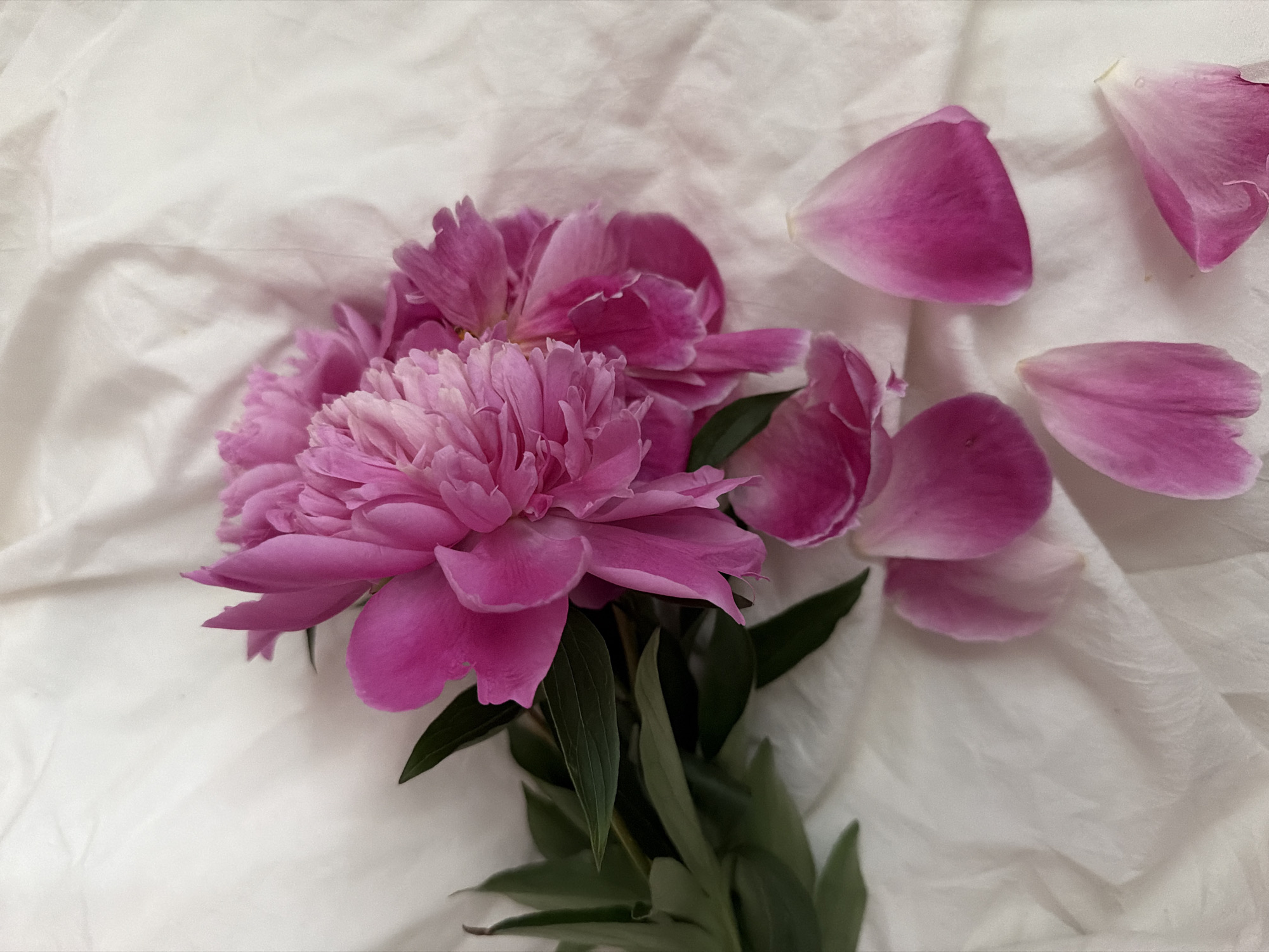 Two pink peonies with green leaves are arranged on a white textured surface. Several pink petals are scattered around the flowers. The lighting is soft and diffused, creating gentle shadows. There are no people or animals in the image. The scene is devoid of any specific landmarks or indicators that would allow for identification of a location within Chaikovsky, Russia.