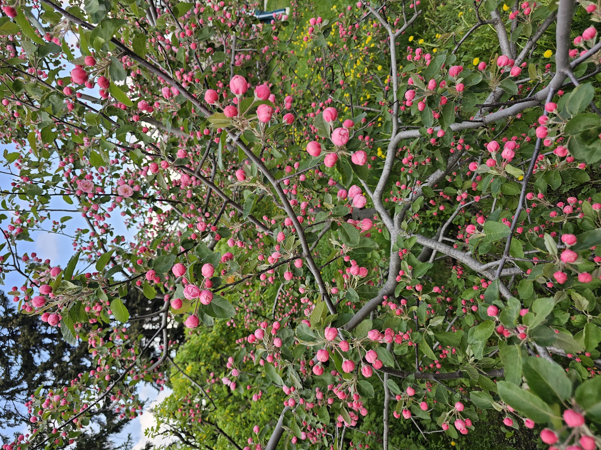 The image shows a crabapple tree laden with pink flower buds, some of which are starting to open. The tree's branches are gray and intertwined. Green leaves are visible amongst the buds. The background contains patches of grass, yellow flowers, and other greenery, suggesting a park or garden setting. A glimpse of blue sky can be seen through the branches on the left side of the image. The location is Unknown, Unknown.