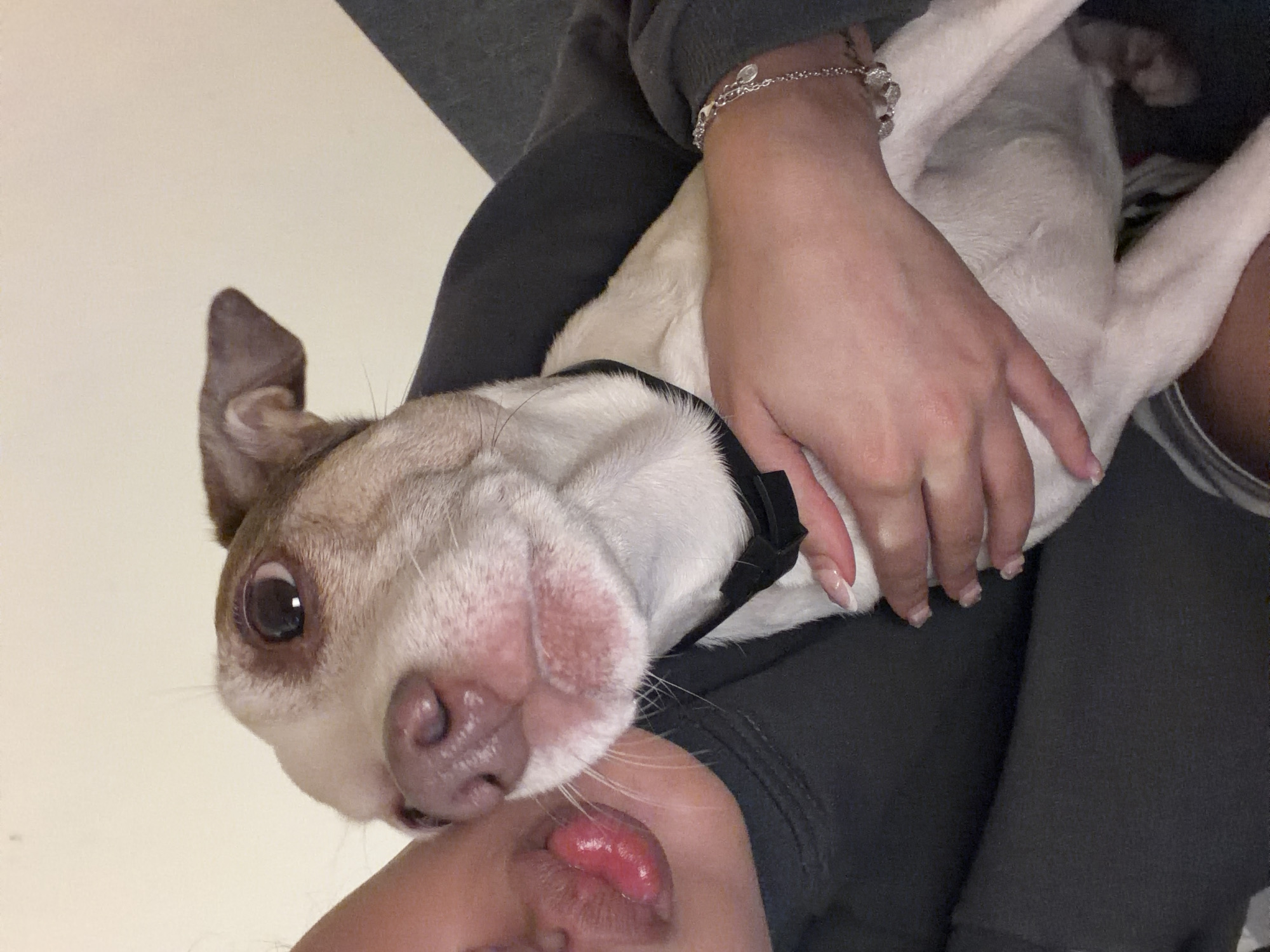 A close-up, indoor, vertically-oriented image shows a person holding a dog. The dog is mostly white with some tan markings on its head, particularly around the ears and face. It wears a black collar and has one eye visible, appearing slightly wide. The dog's nose and mouth are close to the person's face, specifically the lip area. The person's hand, adorned with a silver bracelet, rests on the dog. The person wears a dark grey or black garment. Part of the person's face, including the mouth, is visible at the bottom of the frame. The background appears to be a neutral-colored wall or surface. The location is unknown and there is no data to support that the photo was taken in Sofia, Bulgaria.
