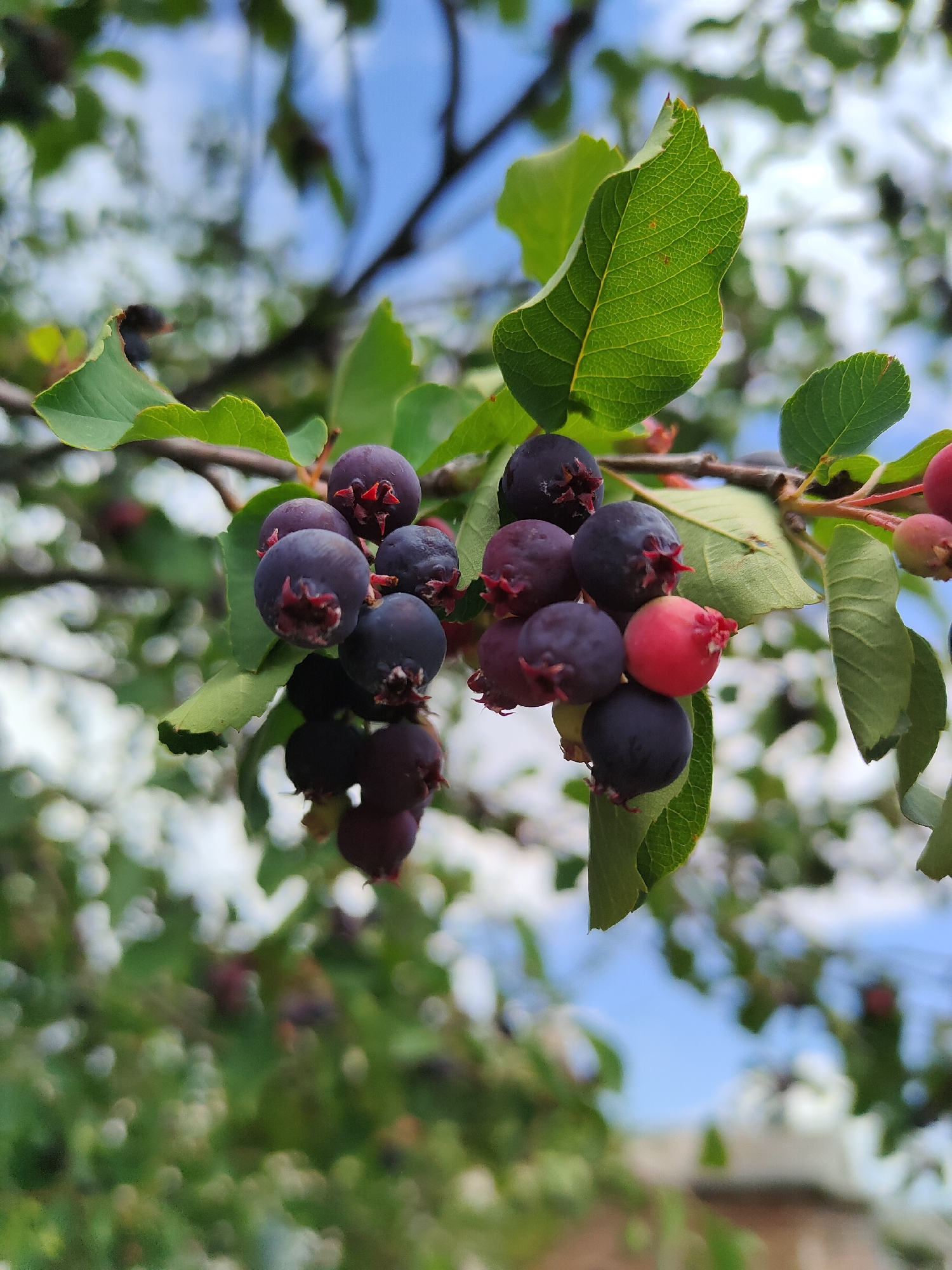 A close-up shot captures a cluster of dark purple berries, possibly serviceberries, ripening on a branch of a tree. The berries are small and round, with a deep, rich hue, and some have visible red sepals at their tips. A single berry on the right side of the cluster stands out with a bright red color, indicating it is less ripe than the others. The berries are surrounded by vibrant green leaves, which exhibit clear venation patterns. The background is softly blurred, featuring dappled sunlight and hints of a bright blue sky through the foliage. The scene suggests a natural, outdoor setting, possibly a garden or park. The image was taken in Jaña Būqtyrma, Kazakhstan.