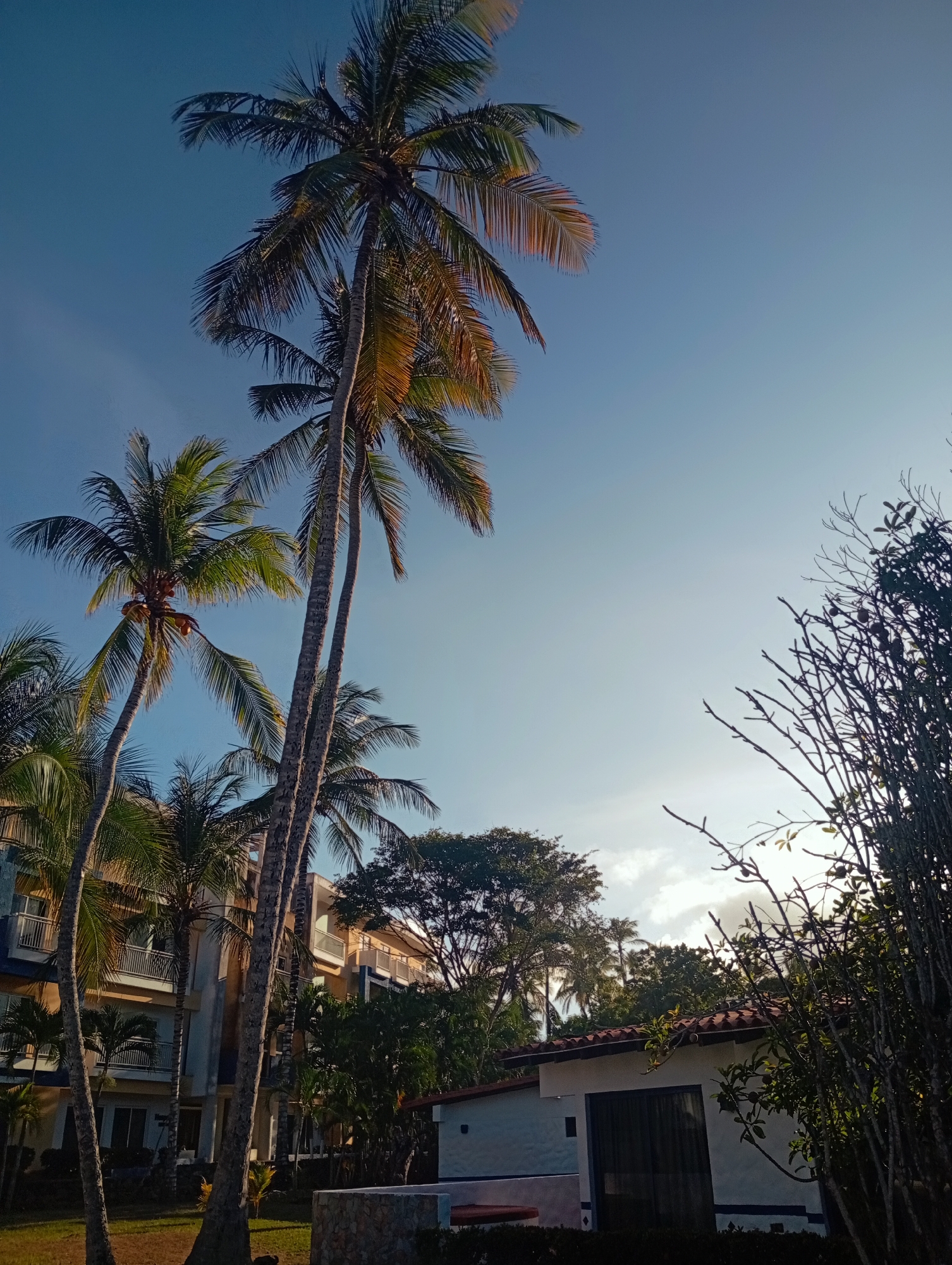 The image depicts a resort area in Playa El Agua, Venezuela, observed under a clear blue sky with a visible sun glare in the upper right quadrant. The scene is dominated by multiple tall palm trees with green fronds, some bearing visible coconuts.
In the left midground, a multi-story building with light-colored exterior walls and multiple balconies featuring white railings is partially visible through the palm trees. In the right midground, a white, single-story building with a terracotta-tiled roof and dark sliding glass doors is present. This structure is partially obscured by dense green foliage and a cluster of silhouetted, bare tree branches located on the far right. The foreground shows patches of green grass, and a low stone structure or planter is visible near the base of the white single-story building. No individuals, specific actions, or interactions are observable.