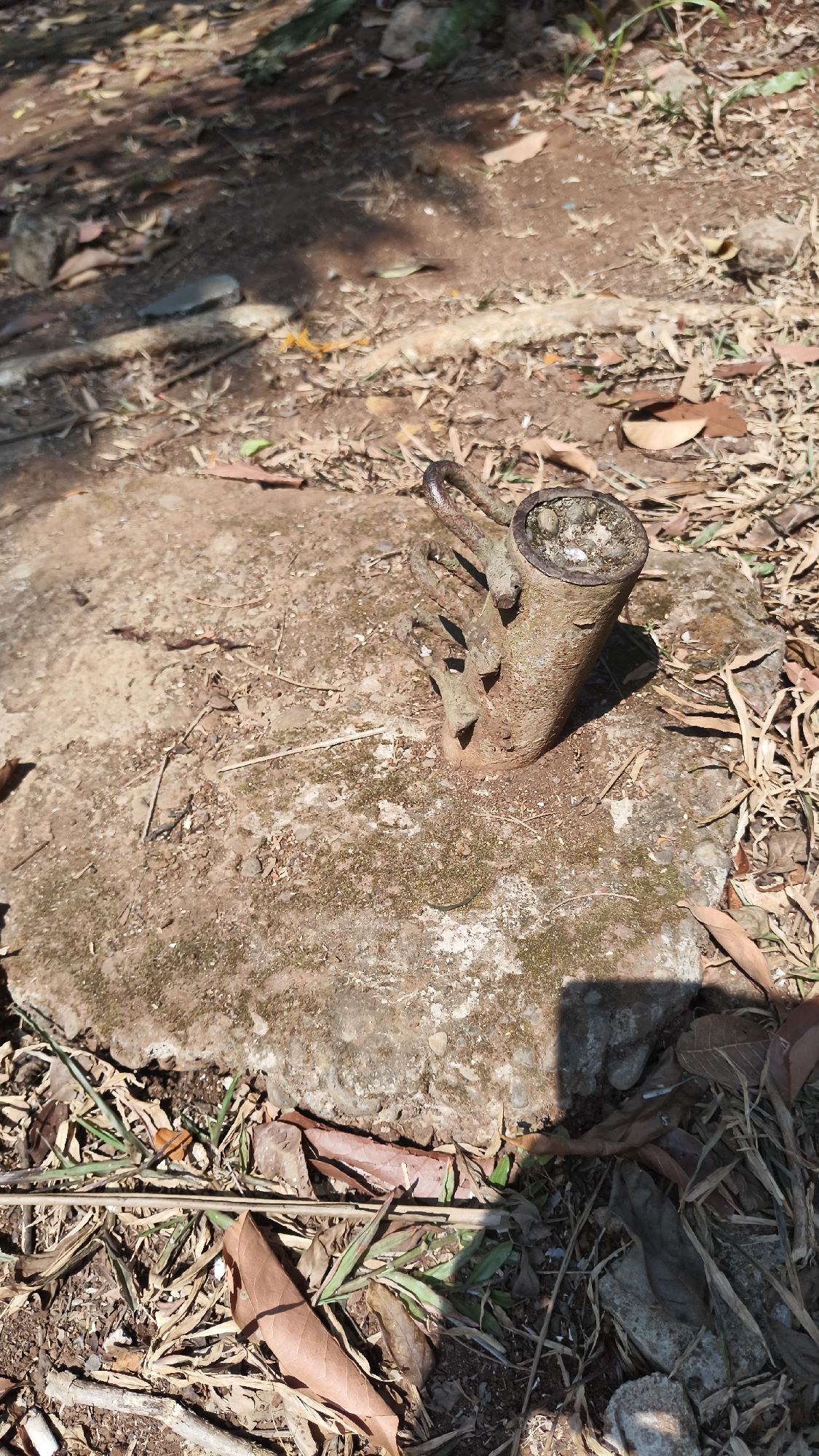 The image shows a close-up of a weathered, cylindrical piece of wood with metal U-shaped brackets attached to its upper portion, protruding from a rough, textured concrete surface. The wood appears to be a tree stump, and the metal components are rusty. The concrete is speckled with moss and surrounded by dry leaves, twigs, and sparse green grass. The background consists of dry, dusty ground with scattered leaves and shadows cast by unseen foliage. The scene is outdoors, likely in a natural or semi-natural environment. There are no people or animals visible. The lighting suggests it is daytime, with strong sunlight casting shadows. The overall impression is of an aged and somewhat neglected outdoor area.