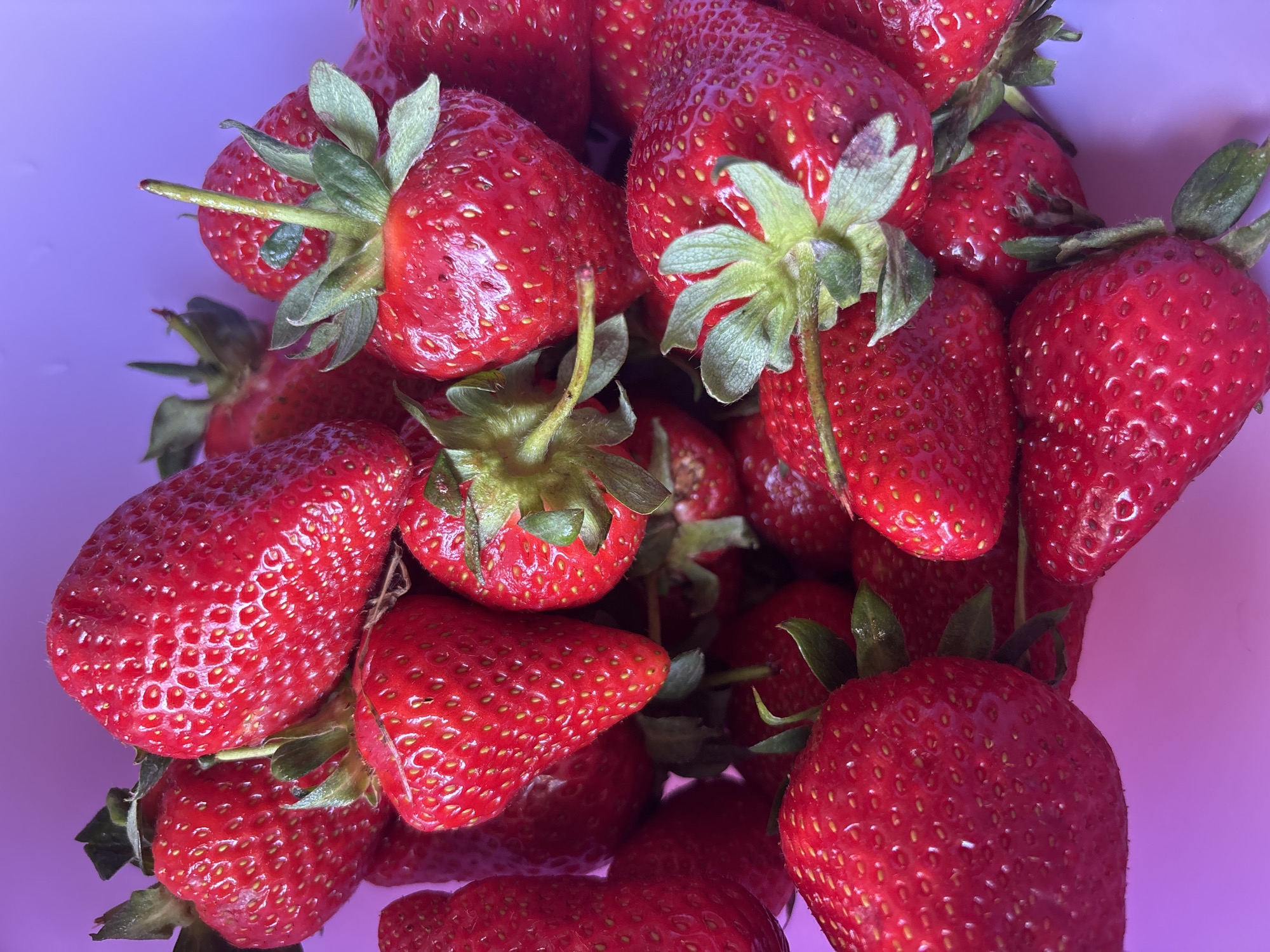 A close-up, high-angle shot depicts a pile of fresh, ripe strawberries. The strawberries are various sizes and shapes, and their surfaces are covered with tiny seeds. Most of the strawberries still have their green stems and leaves attached. The background is a uniform light purple color, which may be a container holding the strawberries. The location cannot be determined from the image. There is no indication that the image was taken in Saint Petersburg, Russia. No people are visible.