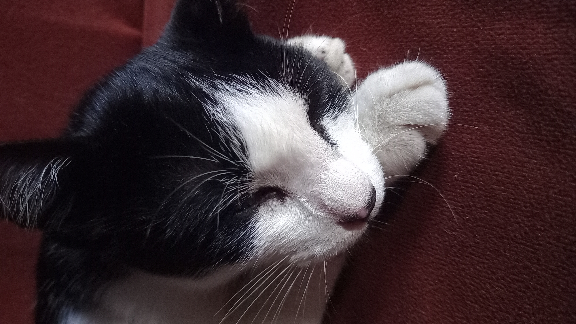 A close-up, overhead shot shows a black and white cat sleeping on a dark red, textured surface, possibly a sofa. The cat's eyes are closed, and its head is resting on its paws. The fur is short and appears soft. The background is out of focus, but the red surface extends across the frame. The image was taken in Leuwisadeng, Indonesia.