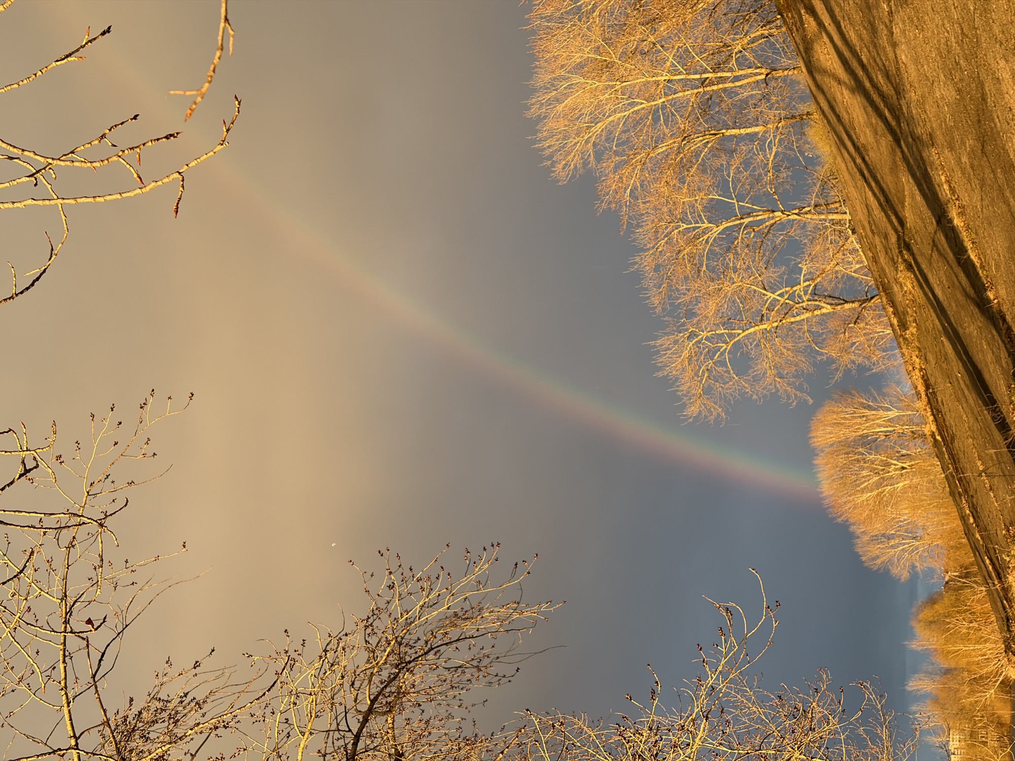 The image captures an outdoor scene, likely a landscape or a park setting in Chaikovsky, Russia, during what appears to be late autumn or winter. The sky occupies most of the frame, displaying a gradient from a warm, muted yellow-gray on the left to a cooler, darker blue-gray towards the right. A faint, arcing rainbow is visible in the middle of the sky, extending from the upper left quadrant downwards towards the lower right.
Bare, deciduous tree branches, devoid of leaves, frame the scene. Sparse, intricate branches extend from the top and bottom left corners. A dense line of similar trees with golden-lit, leafless canopies runs vertically along the far right side of the image. The warm, golden light illuminating these trees and branches suggests either sunrise or sunset, creating a stark contrast with the cooler sky tones.
Below the line of trees on the right, a wide, dark, paved surface, possibly a road or a pathway, is also bathed in the golden light. Shadows of the trees are cast across this surface, further indicating the low angle of the sun. No people, animals, or visible text are present in the image. The presence of the rainbow implies recent rain or mist combined with sunlight, creating a serene and atmospheric moment.