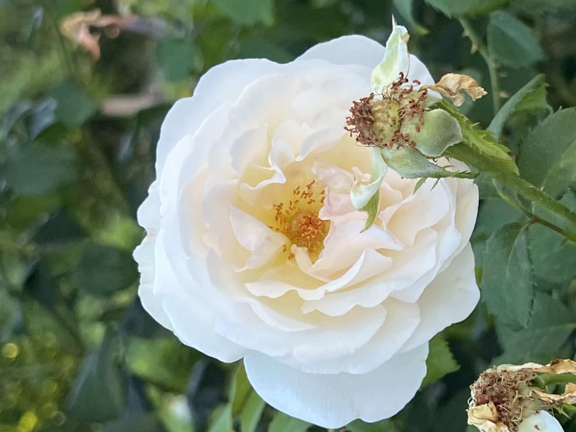 A close-up, eye-level shot captures a creamy white rose in full bloom, its petals unfurling to reveal a center of vibrant orange stamens. The rose is positioned to the left of the frame, with a partially bloomed, faded rose bud to its right, showing remnants of its dried petals and developing seed head. The background is a soft blur of green foliage, suggesting an outdoor garden setting. The overall lighting is natural and diffused, creating a gentle atmosphere. The image does not depict any people, actions, or interactions. It is a still-life portrait of the rose, focusing on its delicate beauty and the stages of its life cycle.