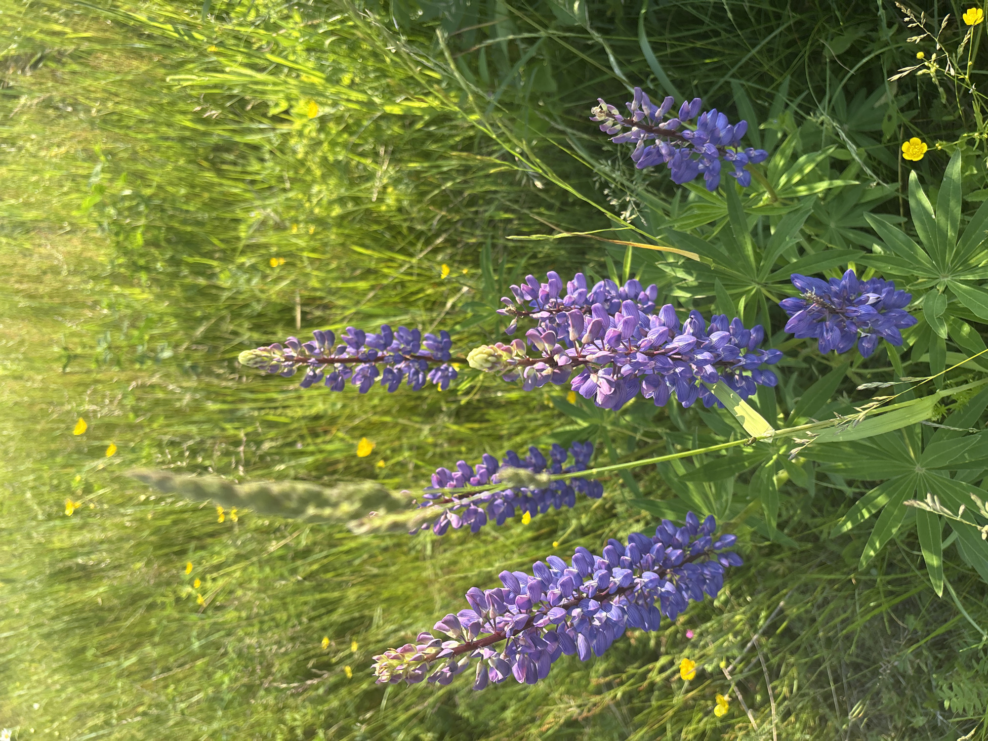 In a close-up, low-angle outdoor shot, several tall spikes of purple lupine flowers stand amidst a field of green grass and scattered yellow buttercups. The lupine flowers are in various stages of bloom, with some fully open and others still budding. The grass is dense and somewhat uneven, with thin blades dominating the scene. Sunlight dapples the foliage, creating a bright and airy atmosphere. The image appears to be taken in a natural setting, possibly a meadow or roadside, consistent with the natural landscapes found in and around the city of Курган, Russia, during the warmer months. There are no people or animals visible in the frame, and no specific man-made objects are discernible, indicating a focus on the natural flora. The depth of field is shallow, with the foreground lupines in sharp focus and the background grass and buttercups becoming progressively blurred.