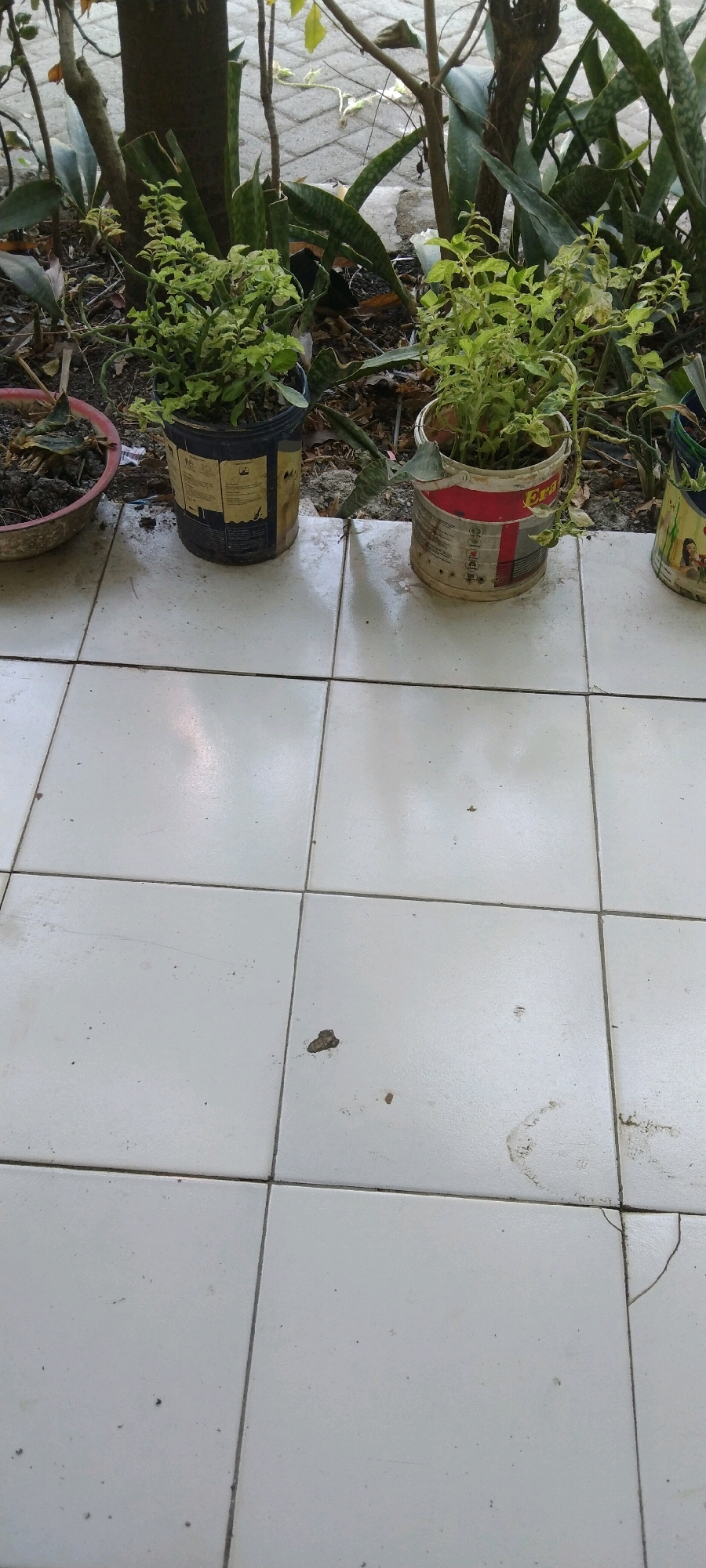 The image depicts an outdoor scene with several potted plants placed on a white tiled floor. In the background, there are plants with green foliage and some trees. The potted plants are in repurposed containers, including what appears to be a blue bucket with yellow labels and a red and white striped container. The tiled floor shows some dirt and minor damage, including a crack in one of the tiles. The overall setting suggests a residential or garden area, potentially a patio or backyard. The image does not provide any specific visual cues to pinpoint its location in Wadang, Indonesia.