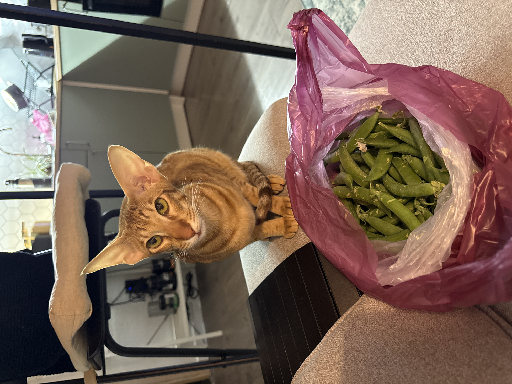 A high-angle shot shows a tan oriental shorthair cat next to a plastic bag filled with green snap peas, likely taken indoors. The cat has golden-green eyes and is looking up at the camera. The plastic bag is translucent pink on the outside and clear on the inside. The background shows a chair with a beige bolster, along with a desk and what seems to be a plant under a grow light. The image location of Khimki, Russia is not verifiable from the picture.