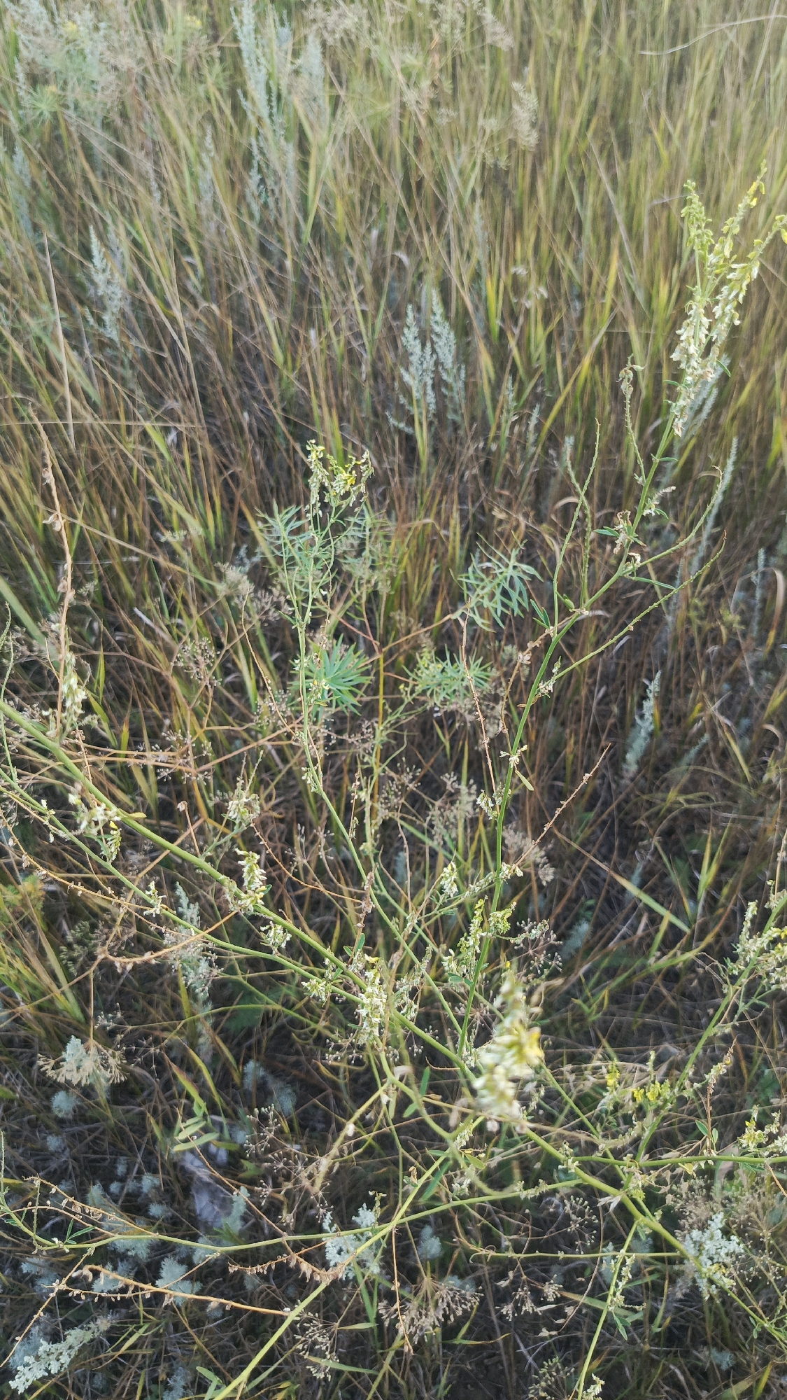 The image depicts a close-up view of wild vegetation, likely a meadow or roadside area, featuring a dense growth of tall, dry grasses mixed with some green, leafy plants bearing small white and yellow flowers. The overall color palette is dominated by earthy tones of brown, tan, and muted greens, with hints of lighter green and pale yellow from the flowering plants. The scene is captured from a high angle, looking down into the plants, with some elements appearing slightly out of focus due to shallow depth of field. The environment appears natural and untamed, with a variety of textures from the dry stalks, thin leaves, and delicate flower clusters. There are no visible people, animals, or man-made objects. This scene could be found in a natural area or less maintained urban green space within Saratov, Russia.