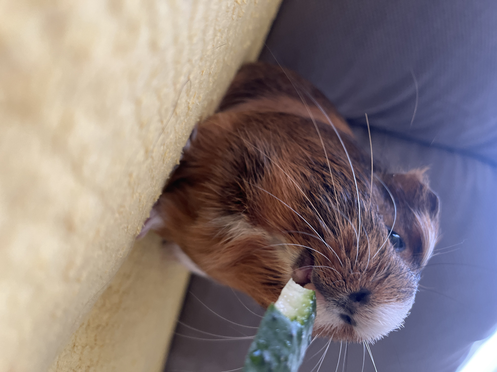 A guinea pig is being fed a slice of cucumber. The guinea pig is brown and white, with long whiskers. It is holding the cucumber in its mouth and appears to be eating it. The background is blurred, but it appears to be a soft surface, possibly a blanket or pillow.
