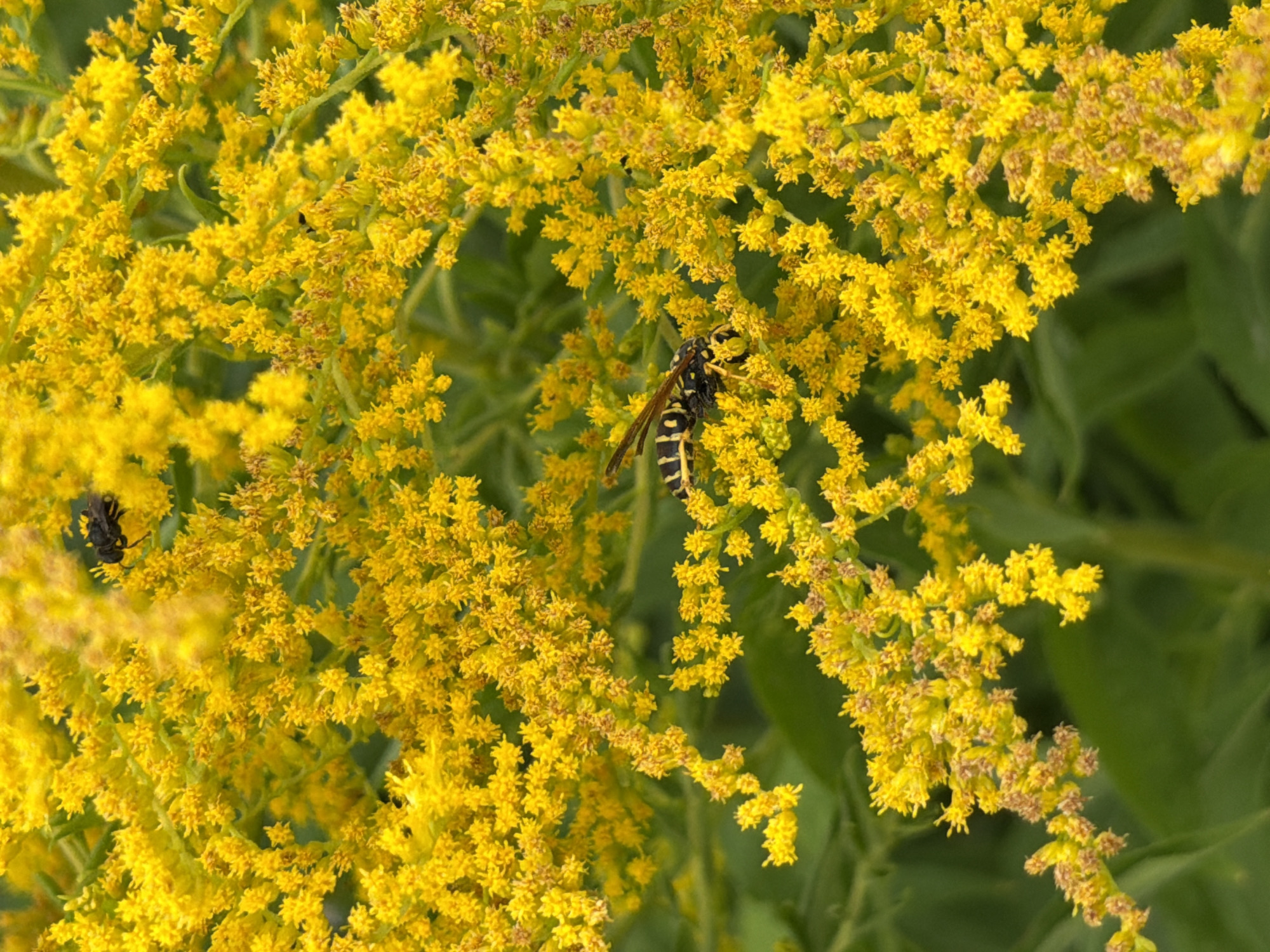 This is a close-up, vertical, eye-level shot of a bright yellow flower cluster, likely goldenrod, with two insects visible. One insect, a black beetle, is positioned on the upper left of the frame, resting on the flowers. The second insect, a yellow and black wasp, is in the center of the frame, also resting on the flowers, with its body clearly visible. The background is a blur of green foliage, suggesting the plants are growing outdoors. No specific location in Bayreuth, Germany, can be determined from the image.