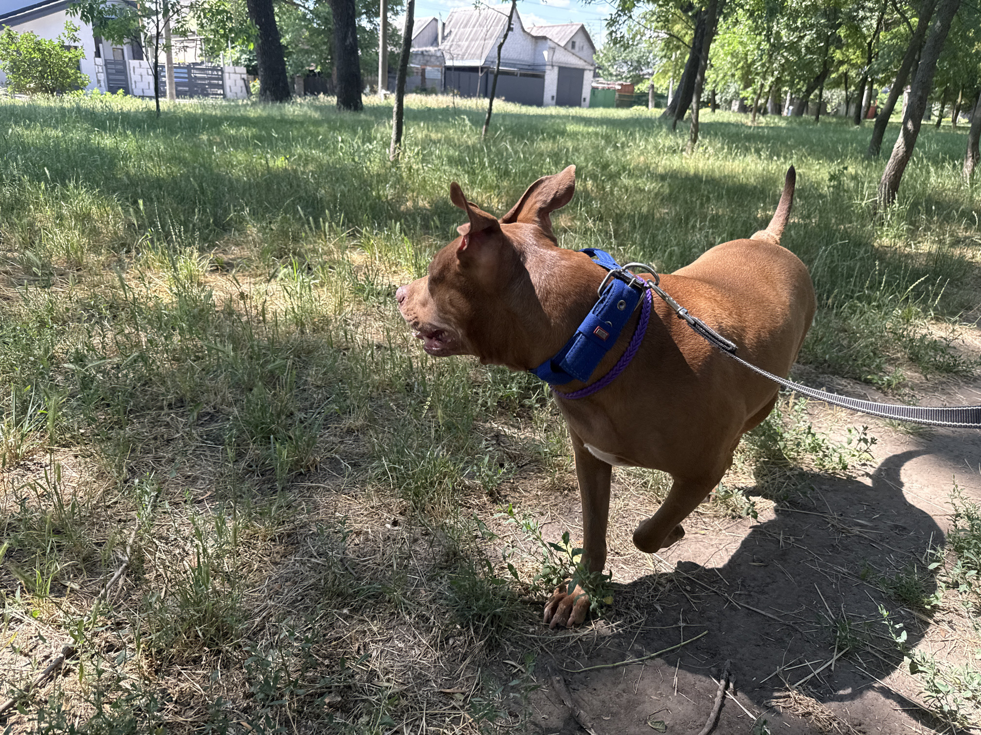 A brown dog with pointed ears and a blue collar is walking on a dirt path in a grassy area with trees in the background. The dog is looking to its left with its mouth open. The scene appears to be a park or wooded area. The background shows some buildings and trees. The lighting suggests it is daytime.