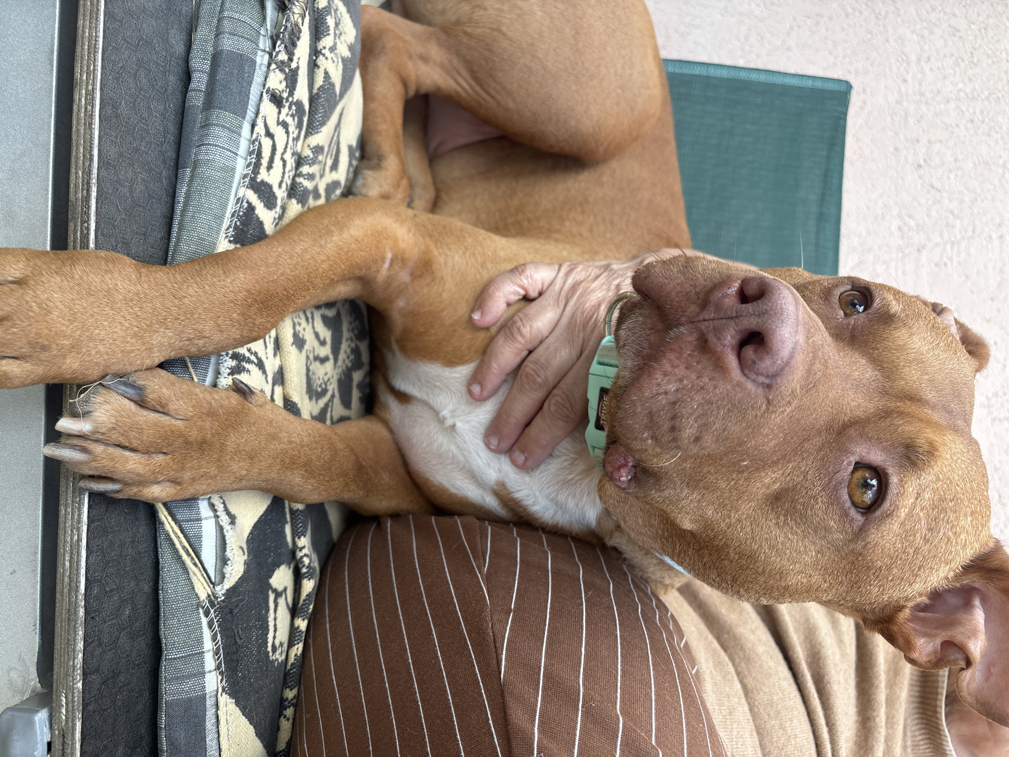 A medium-sized, tan-colored dog with a white chest and wearing a light green collar is lying on what appears to be a person's lap. The dog's paw is resting on a patterned cushion. The person's hand is resting on the dog's chest. The person is wearing a brown shirt with white stripes. A green surface is visible in the background. The location is not discernible as Lom, Bulgaria, based on the image.