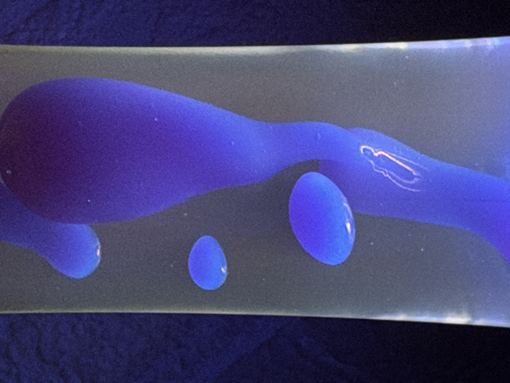 A close-up image shows the inner workings of a lava lamp. The lamp contains a clear liquid with floating blobs of purple wax. The wax blobs are varying in size, with one large, elongated blob connected to two smaller, spherical blobs. Two additional, disconnected spherical blobs are also visible. The scene is set against a dark blue background. There are no people depicted. The location is not evident from the image.