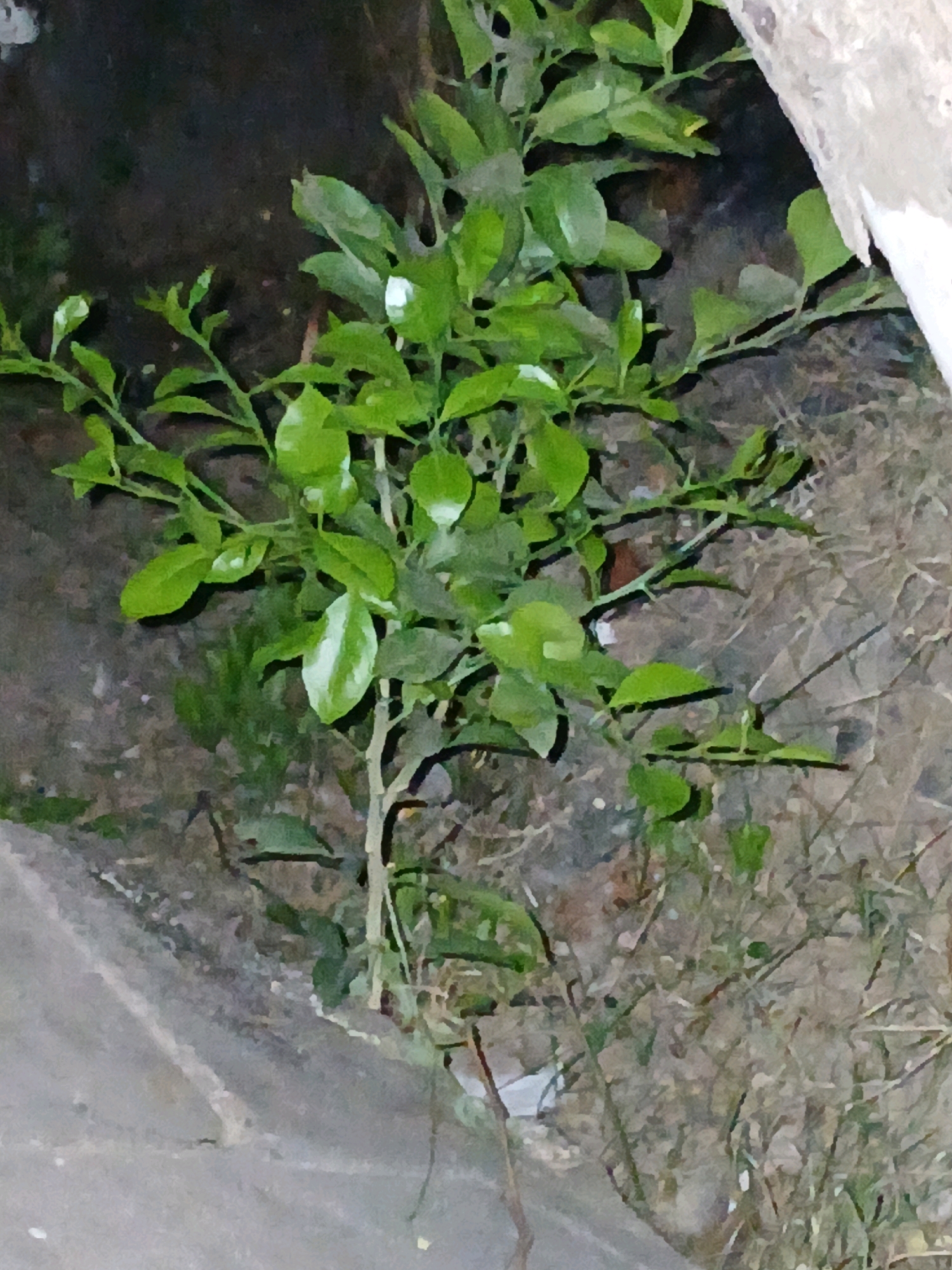 A low-angle, medium shot captures a small, vibrant green citrus plant growing near a light-colored concrete structure and a rough, dark-barked tree trunk. The plant's branches are adorned with numerous leaves, some with lighter green or white variegation, and tiny buds hint at future blooms or fruits. Thorny protrusions are visible on some stems, typical of citrus varieties. The ground surrounding the plant is a mix of dry grass, soil, and small pebbles. The image appears to have been taken at dusk or in low light conditions, possibly in a garden or a natural area within the city of Pangkalpinang, Indonesia.