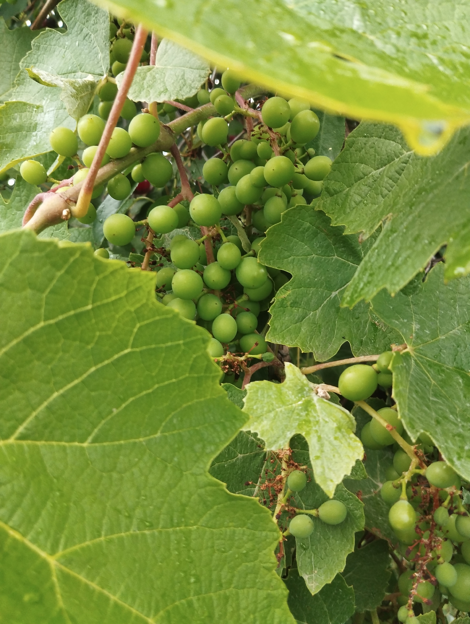 A close-up, eye-level shot captures a cluster of unripe green grapes hanging from a vine, partially obscured by large, veined green grape leaves. Some of the leaves are wet, suggesting recent rain or dew. The grapes are small, round, and a uniform light green color. The scene is dense with foliage, creating a natural, organic texture. The lighting is soft and diffused, indicating an overcast day or shaded area. There are no people or man-made structures visible, suggesting a rural or garden setting, possibly in Vinkivtsi, Ukraine.